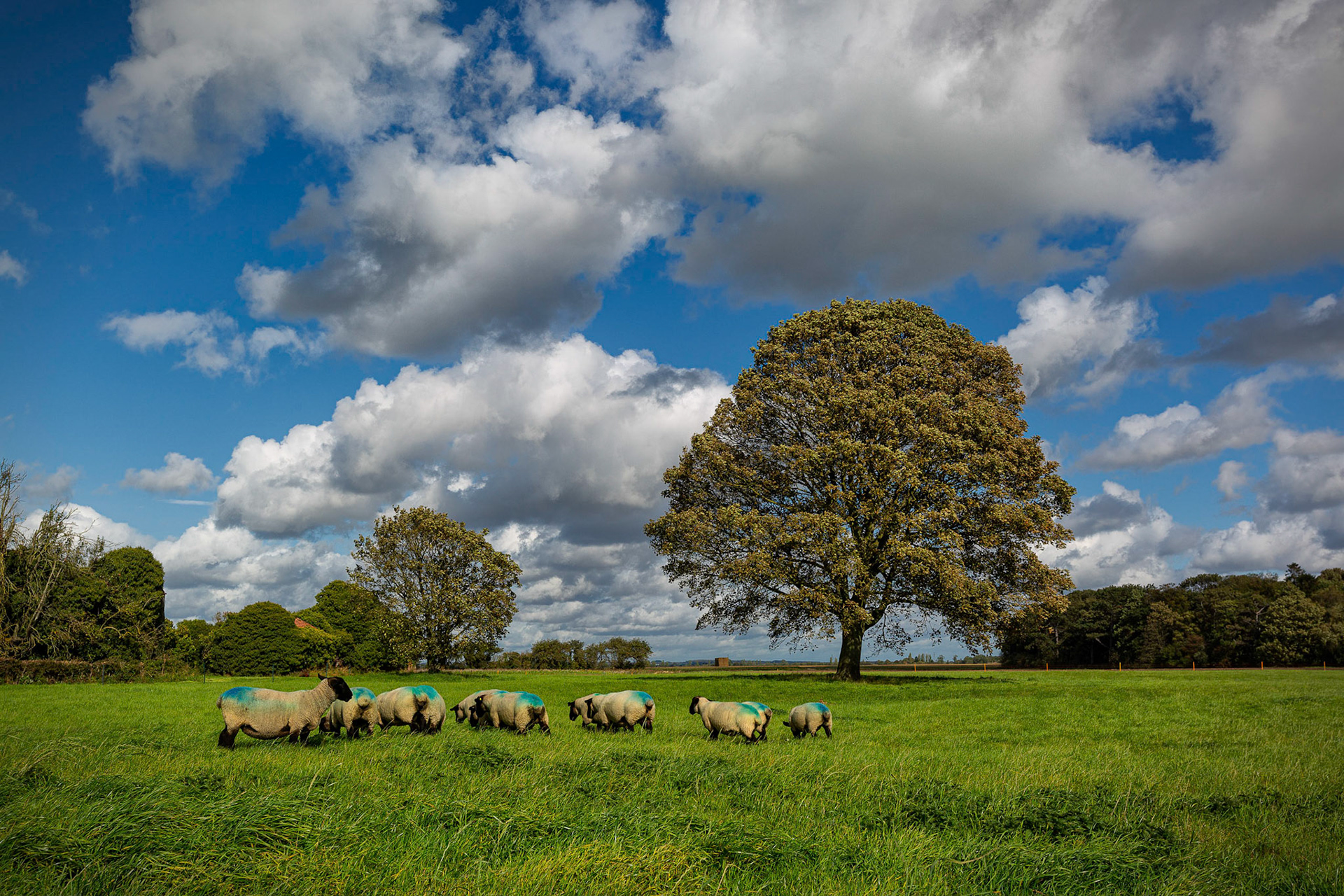 Friskney near Decoy Wood
