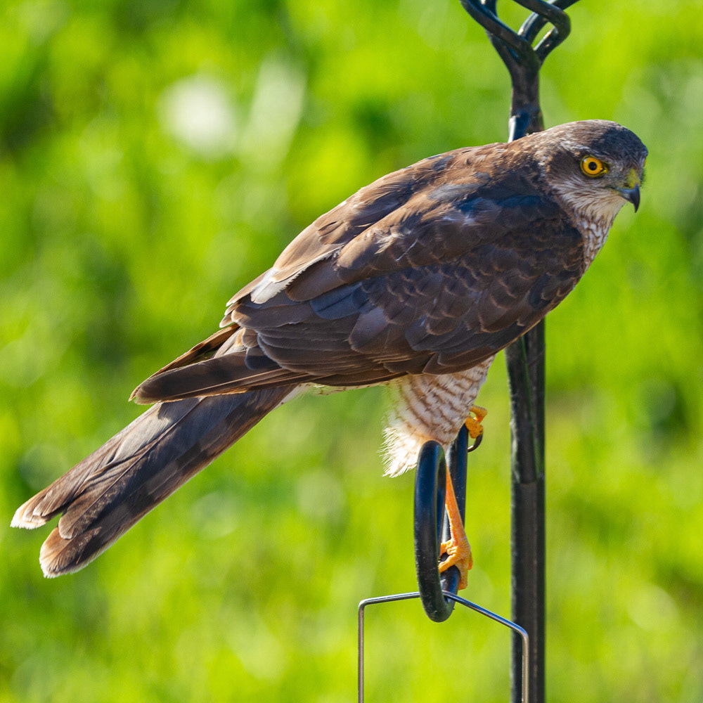 Sparrowhawk