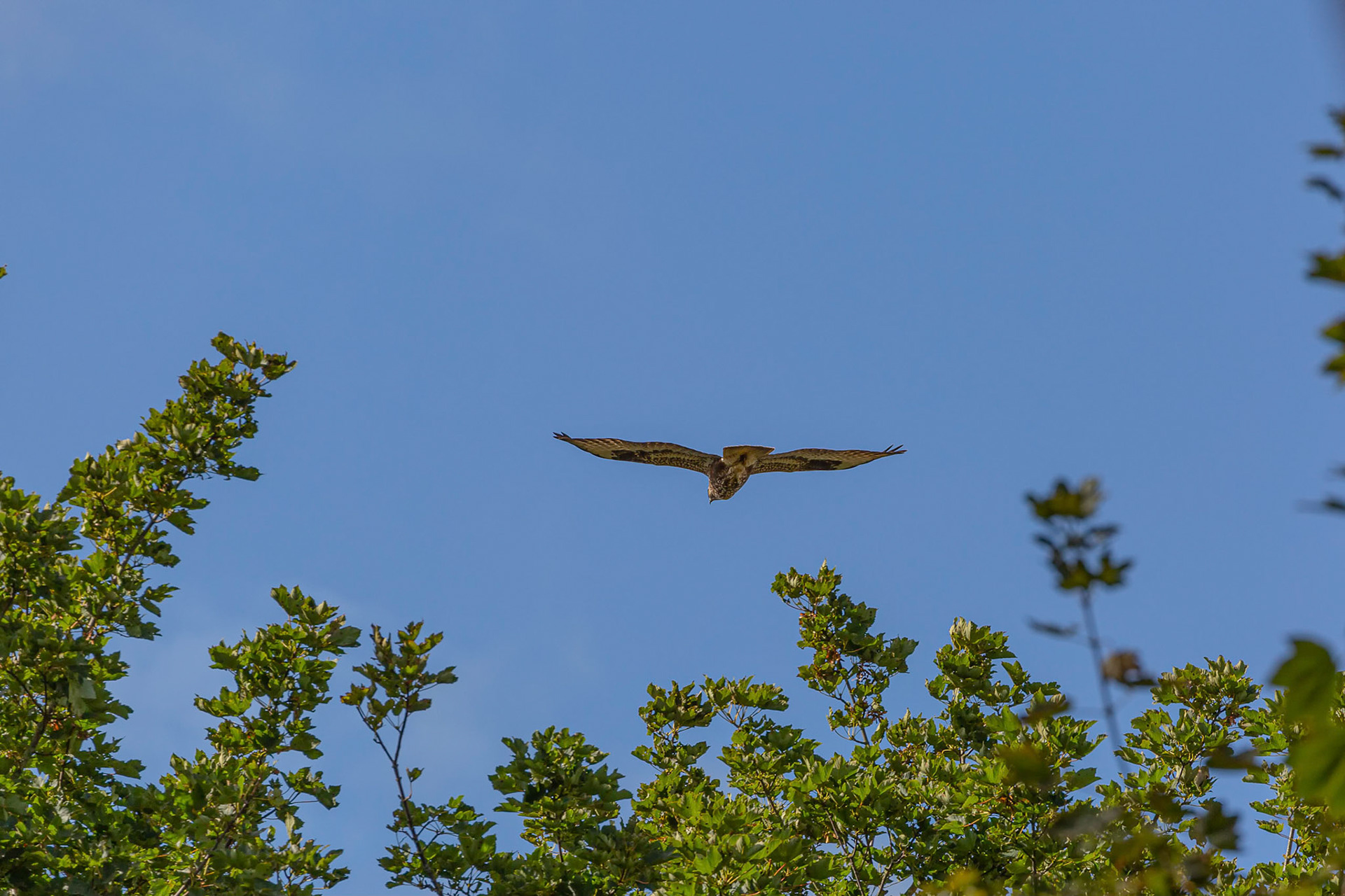 Common Buzzard