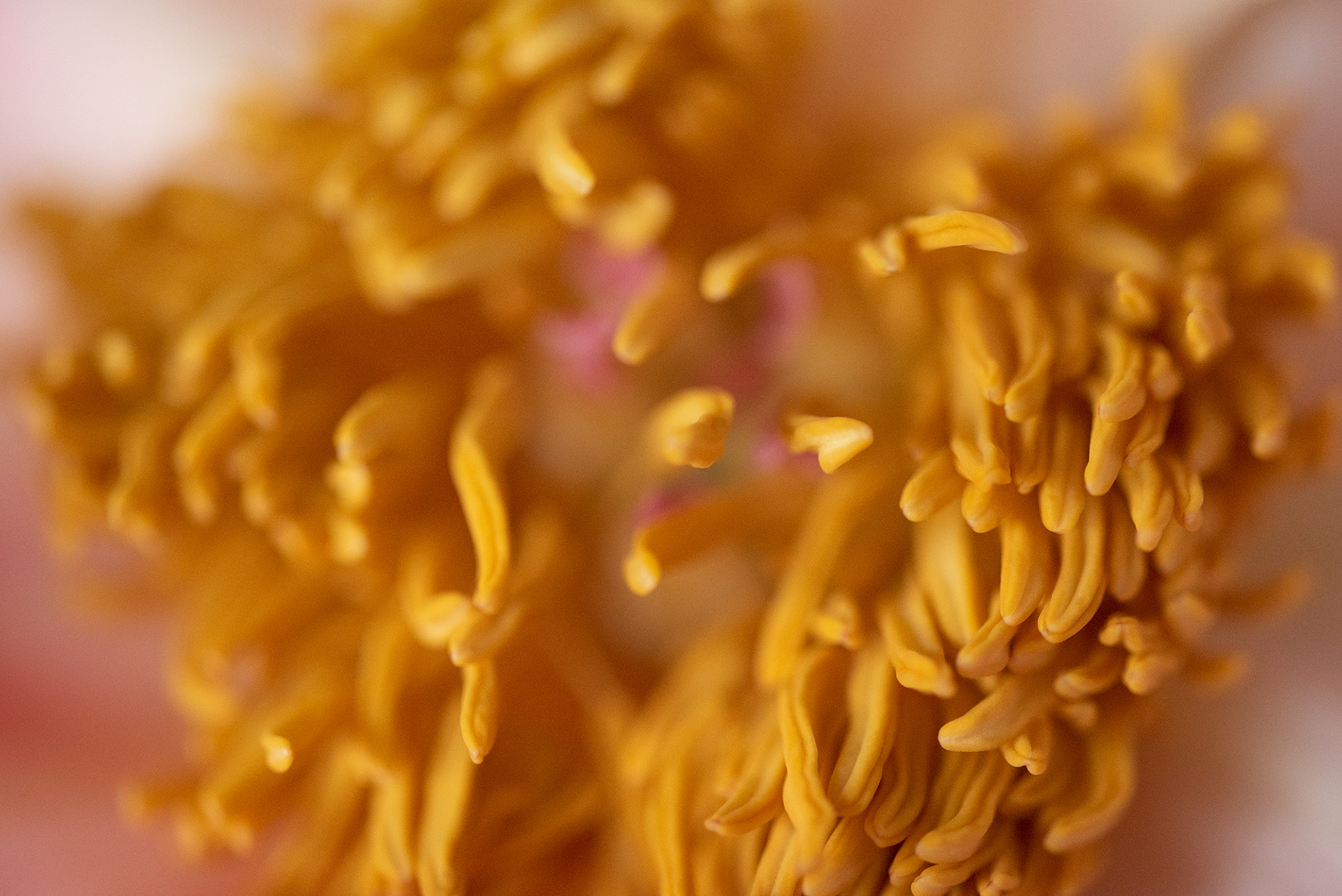Macro peonies