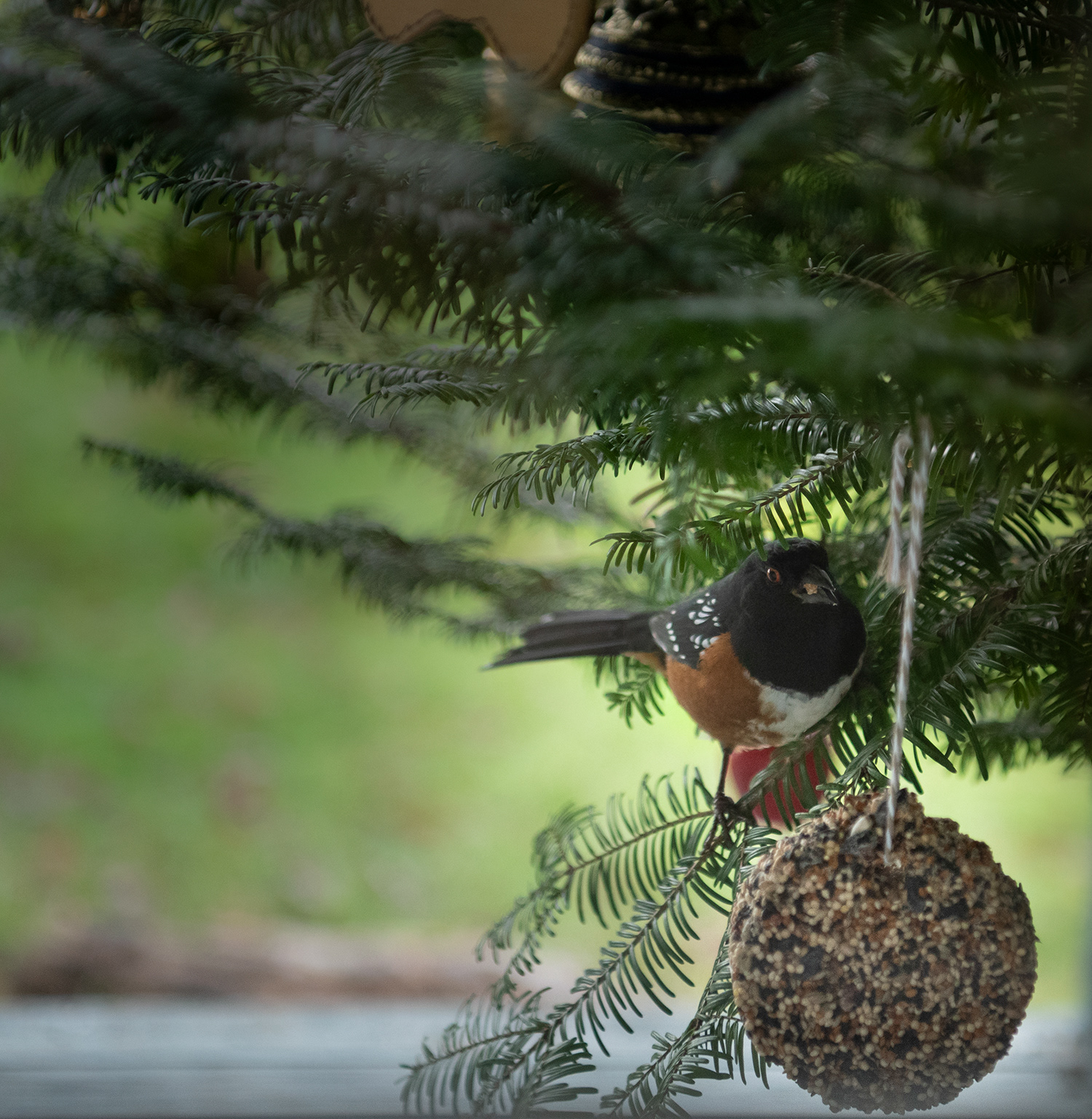 Winter snack