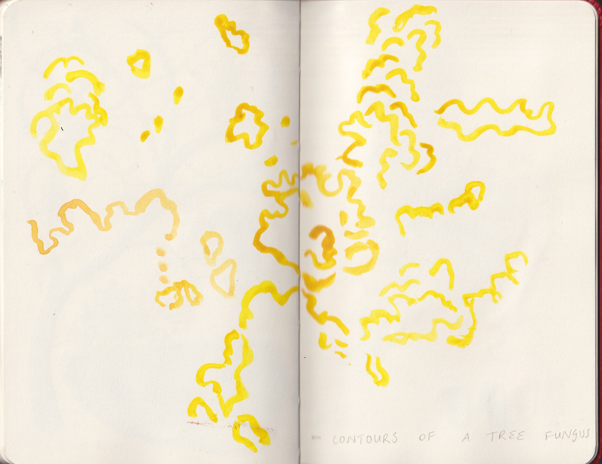 Contours of a tree fungus