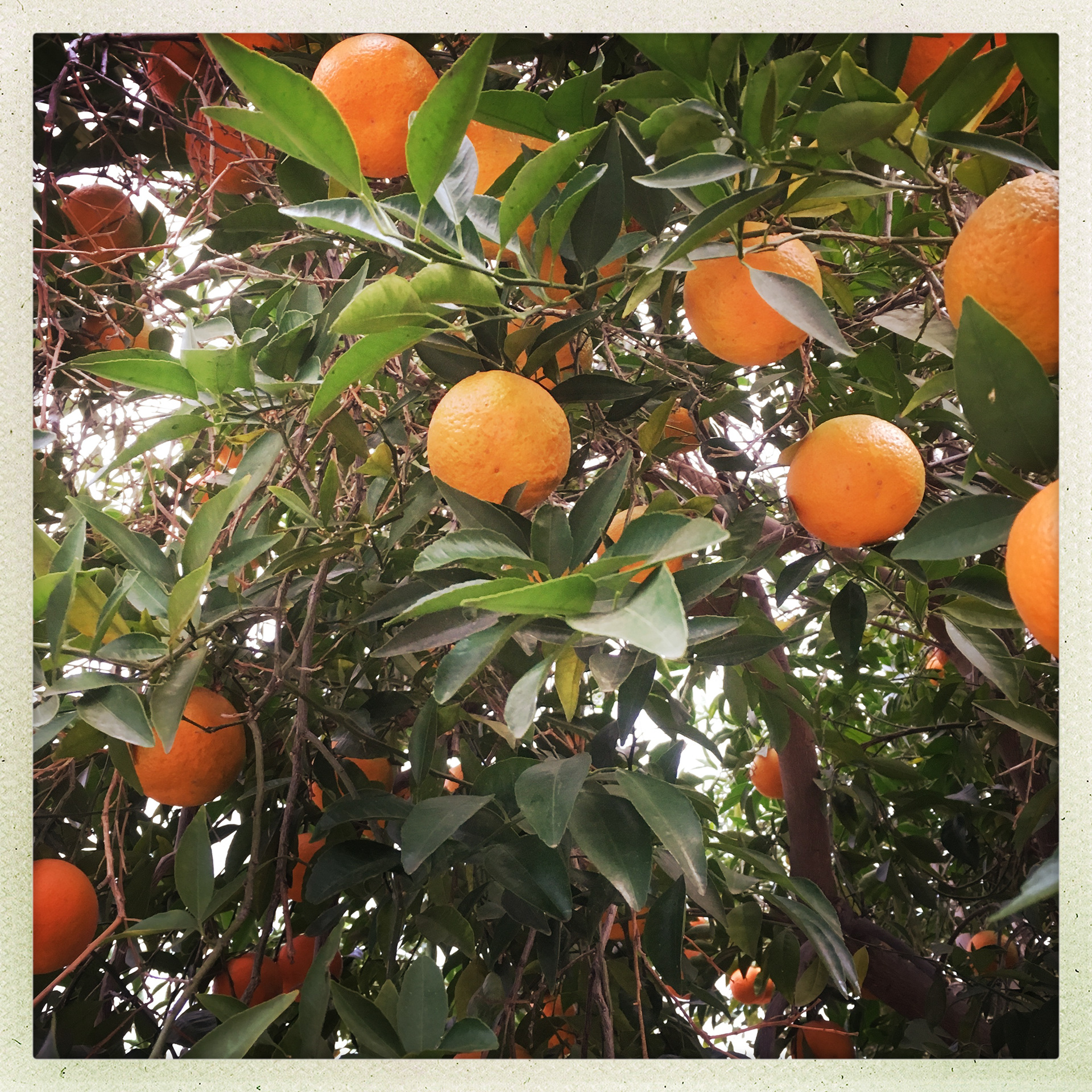 Casita de Naranja, Palm Springs, CA