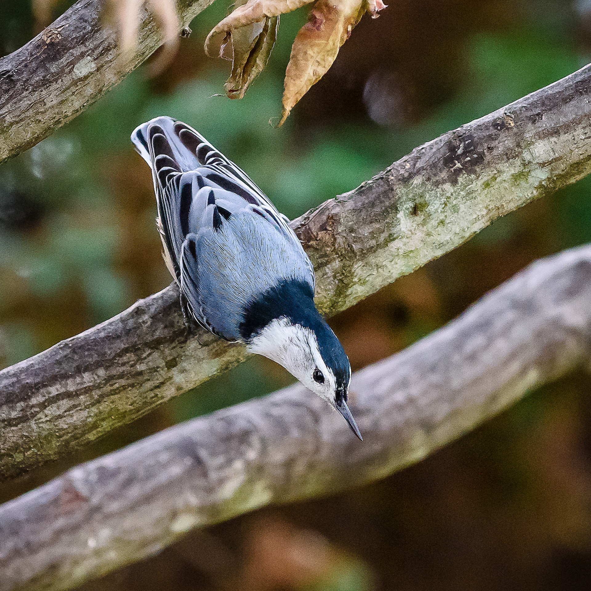1225-photography-white-breasted-nuthatch