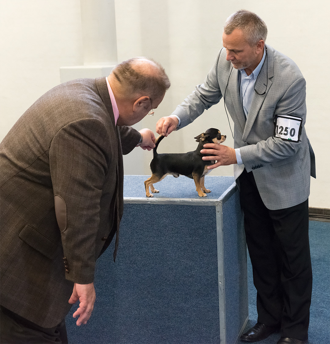 Examination on a dog show