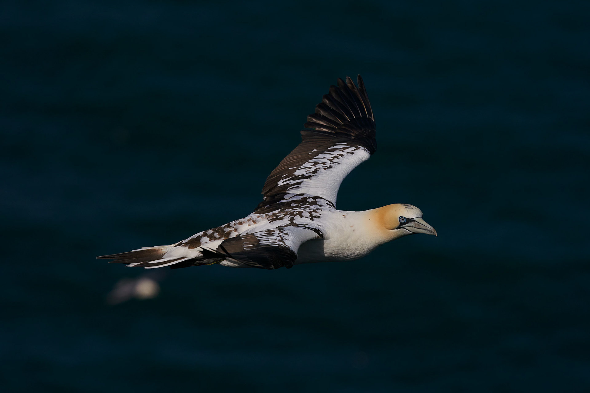 Northern Gannets (Year 3 - A mix of dark and white feathers creates a mottled appearance)