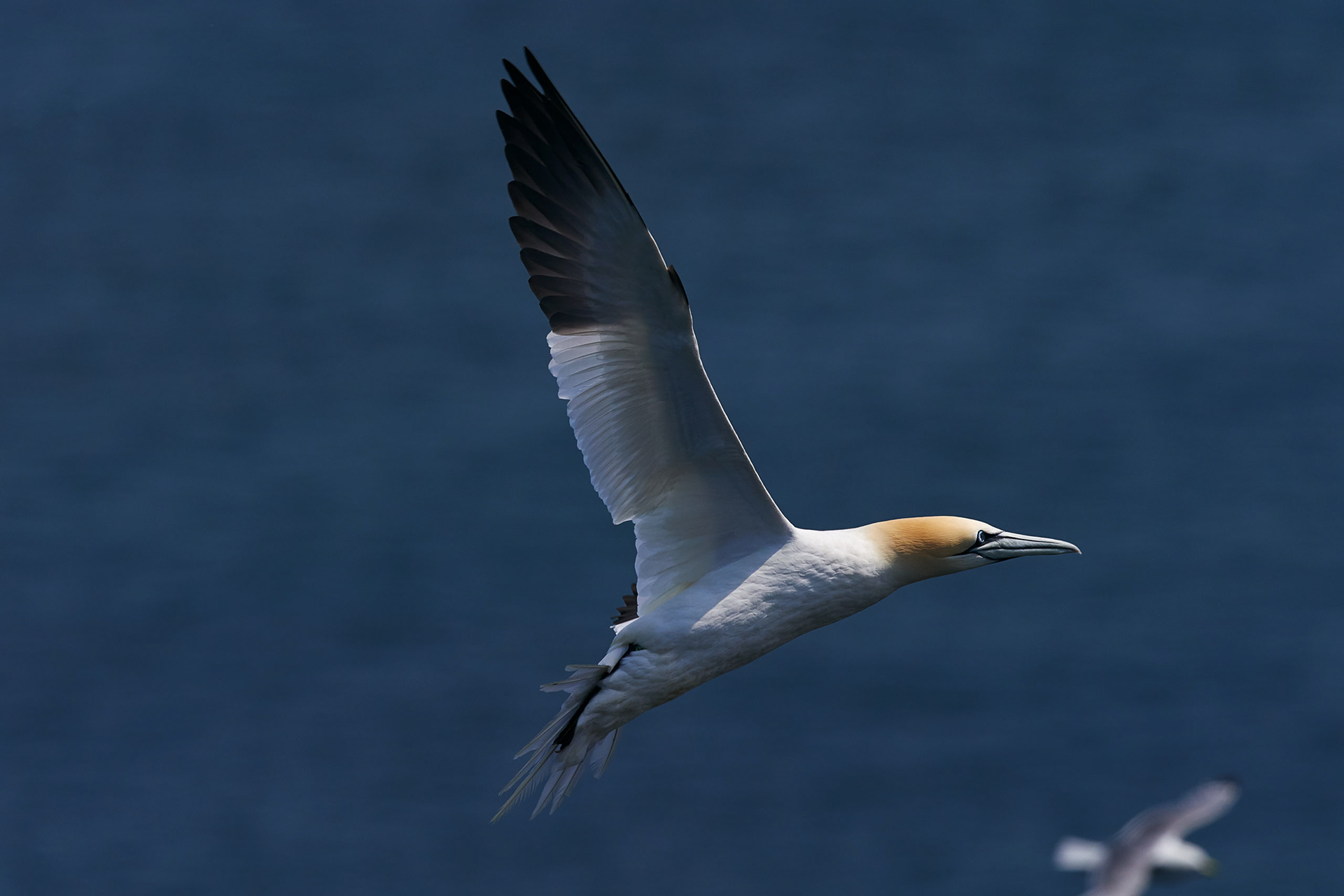 Northern Gannets