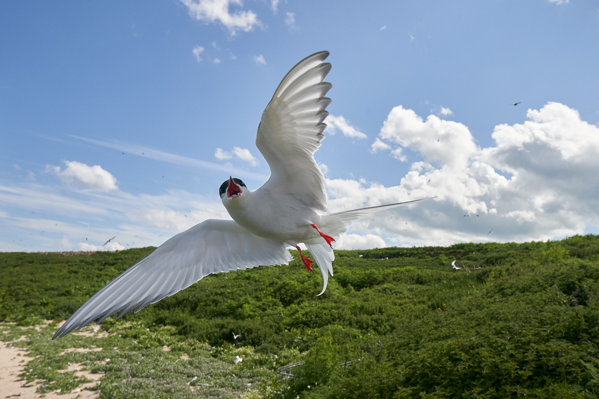 Arctic Tern guarding its nests
