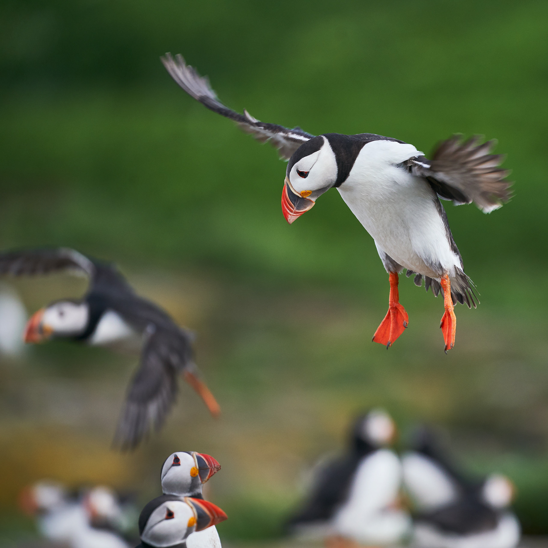 Atlantic Puffin