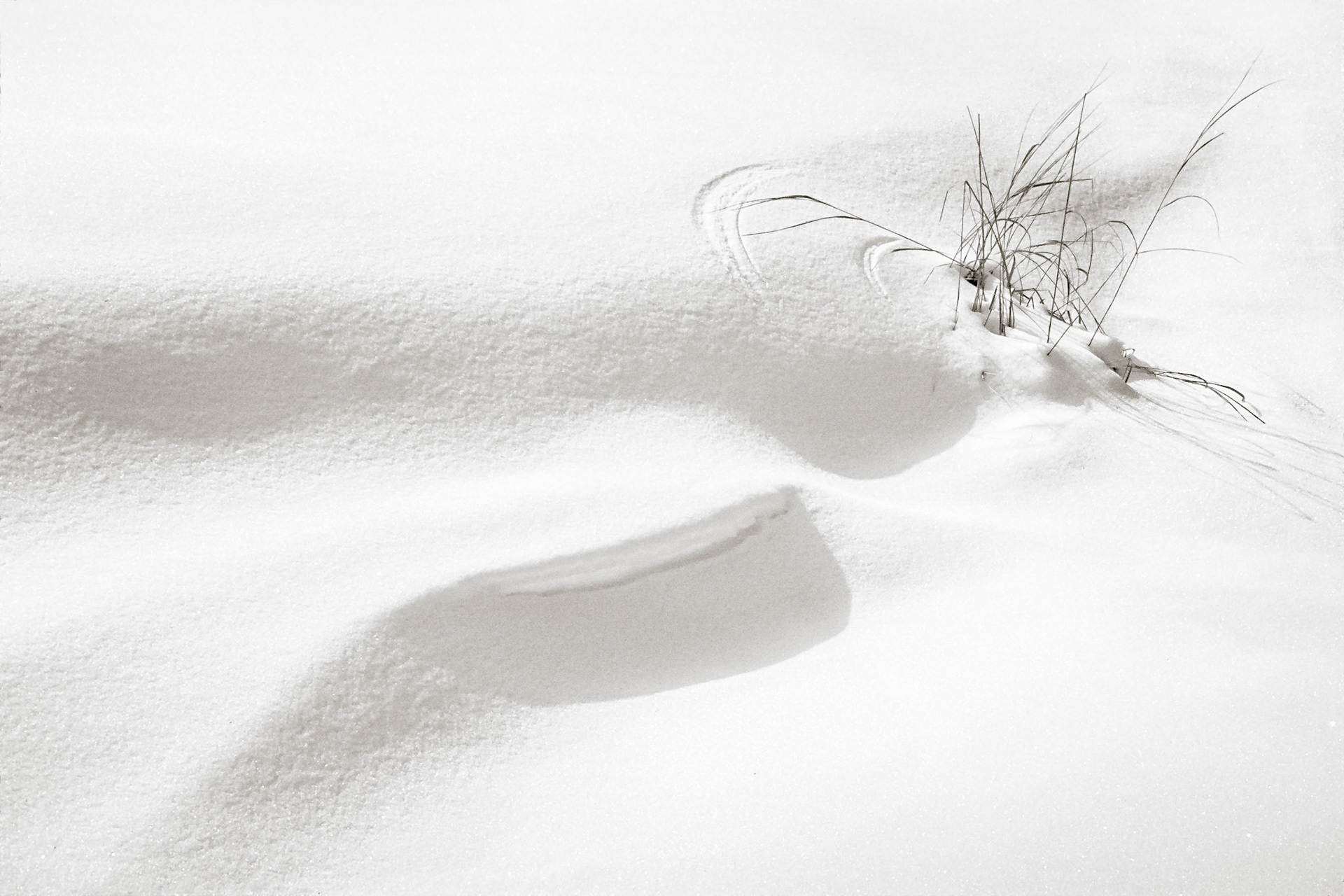 Windswept grasses make curving patterns in the bright white winter snow along a shadowed ridge