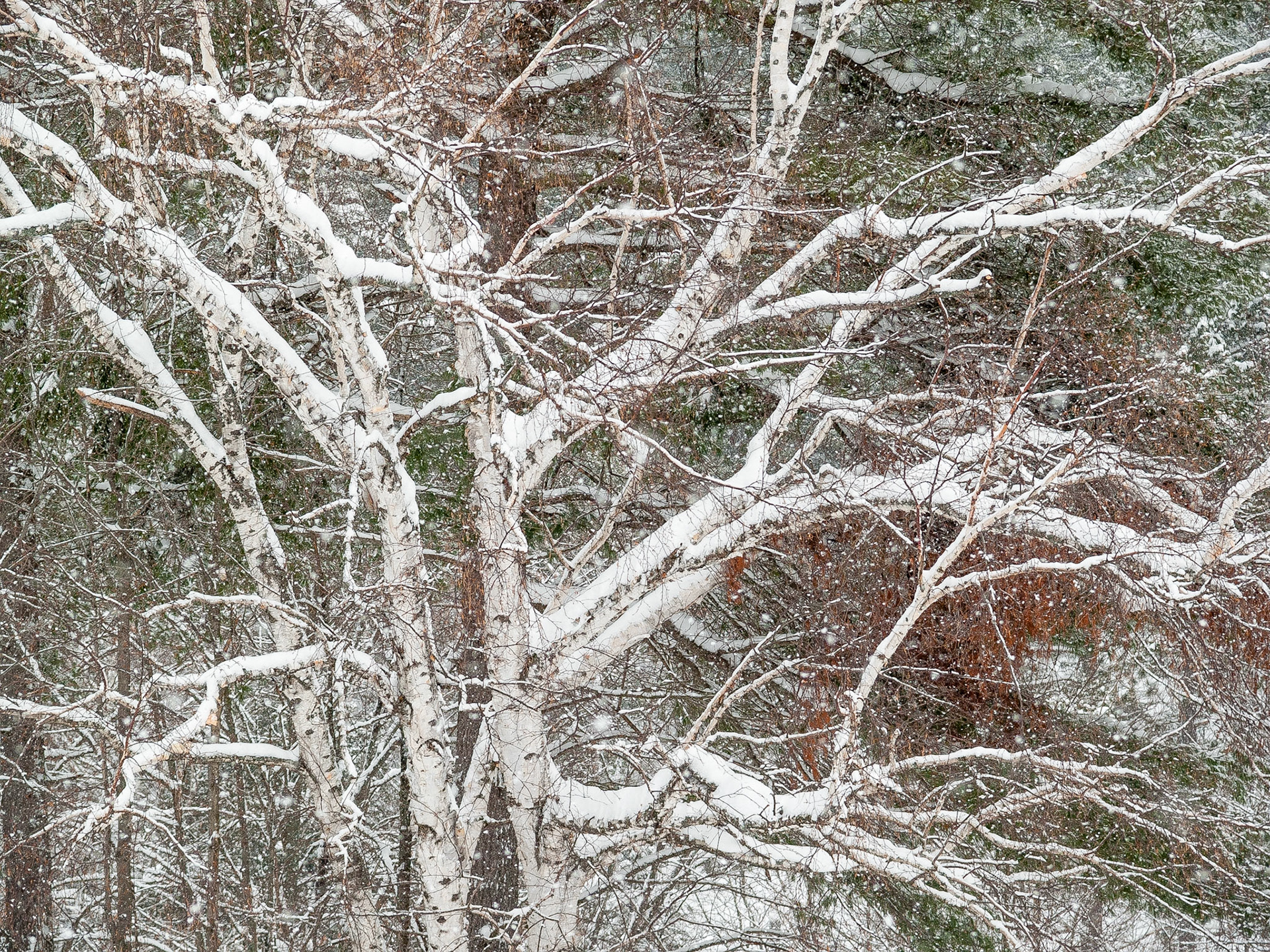 A majestic birch tree with branches covered with snow standsout in relief against a forest while heavy snow falls around it.