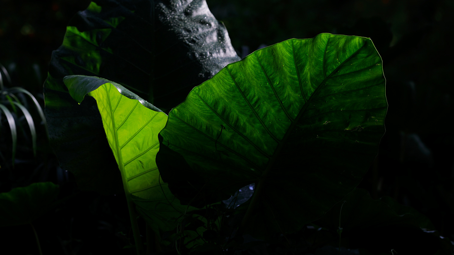 Mui Wo, Hong Kong, plant detail.
