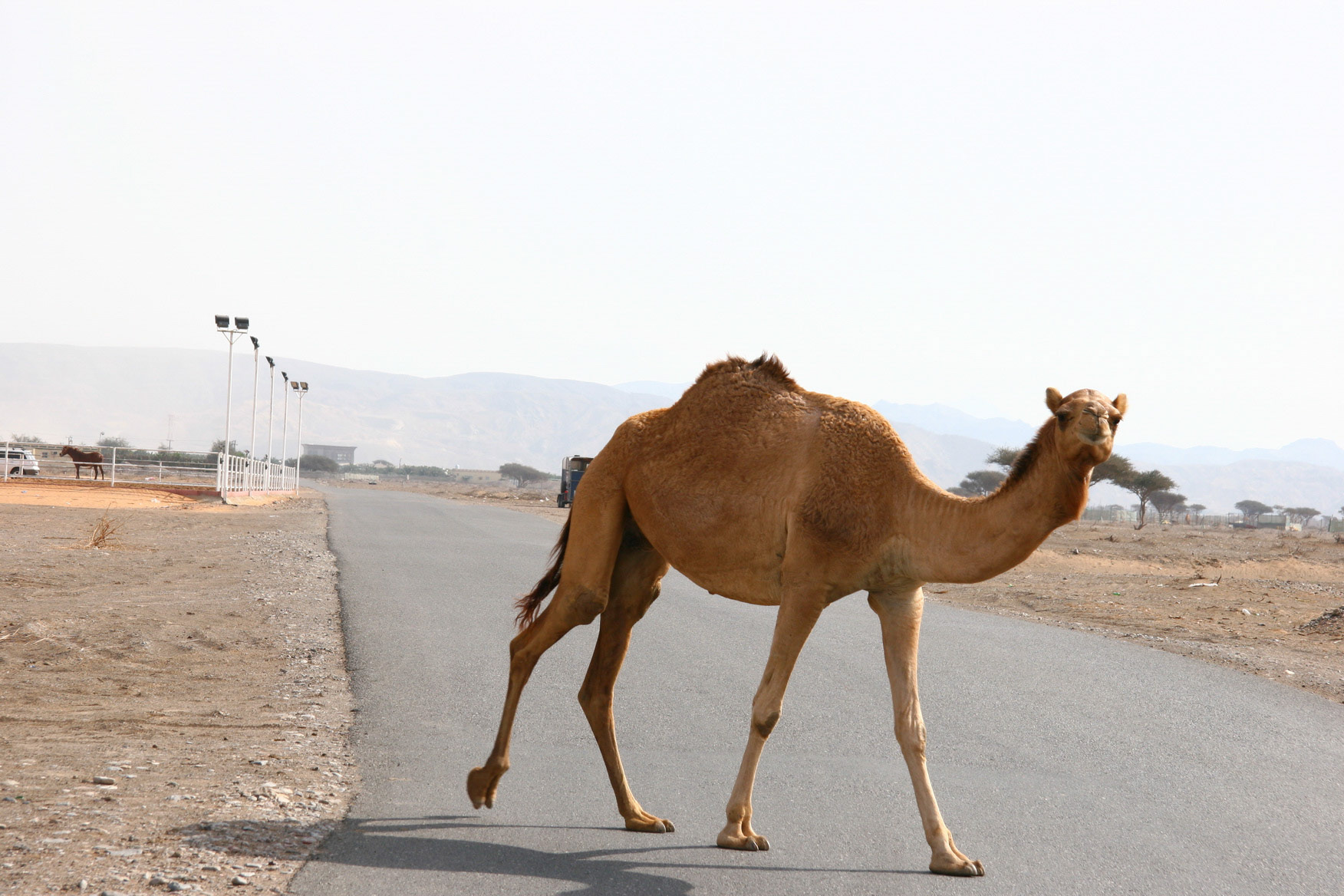 Falaj Al Moala