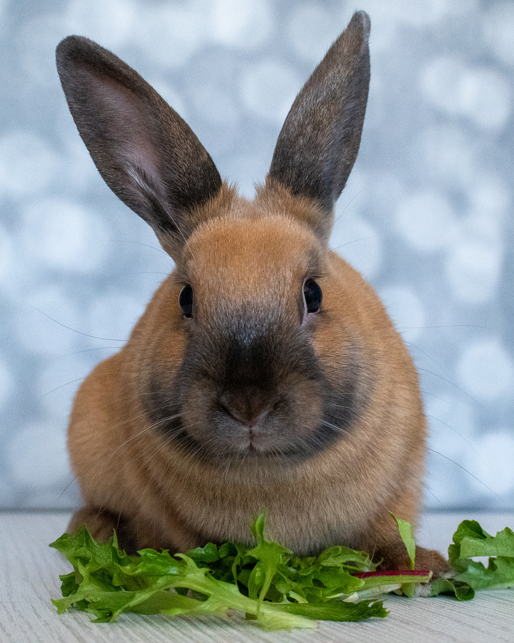 Erie County SPCA