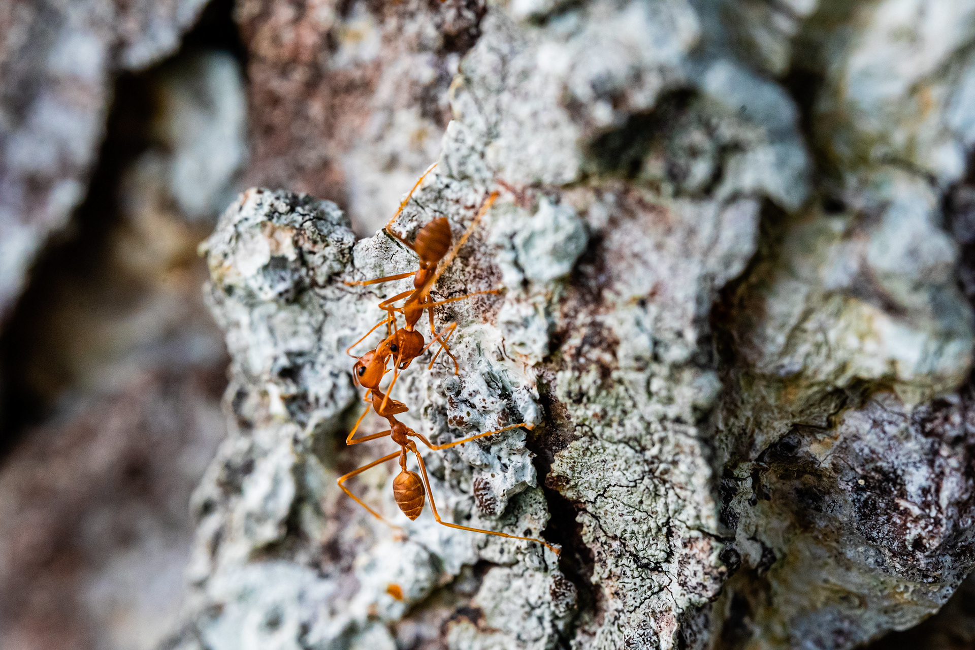 Red Ants