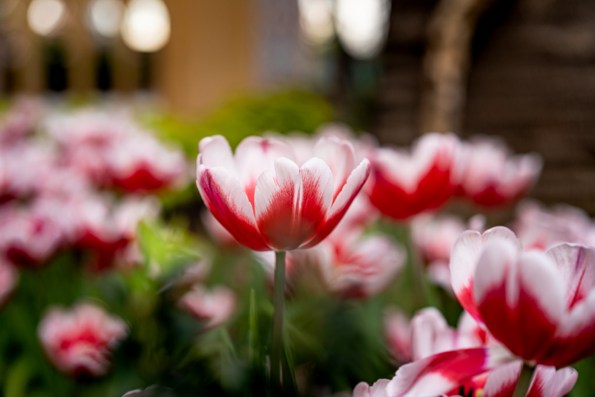 Tulip Mania 2021
