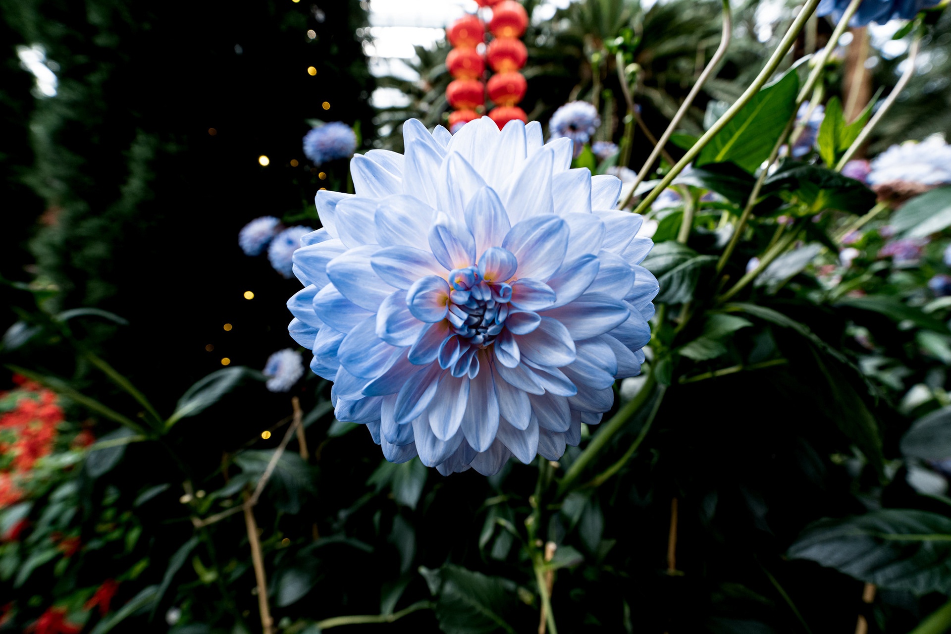 Dahlia Dreams 2021