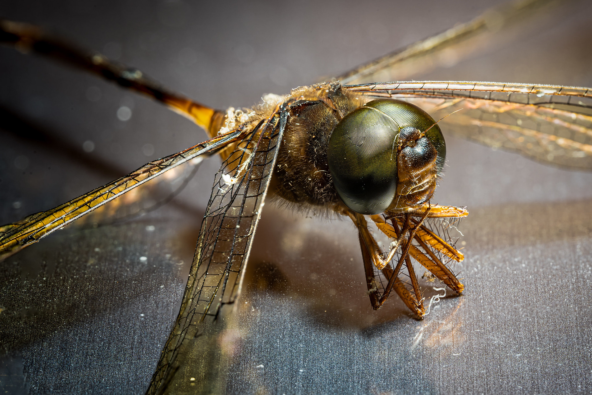 Dragonfly