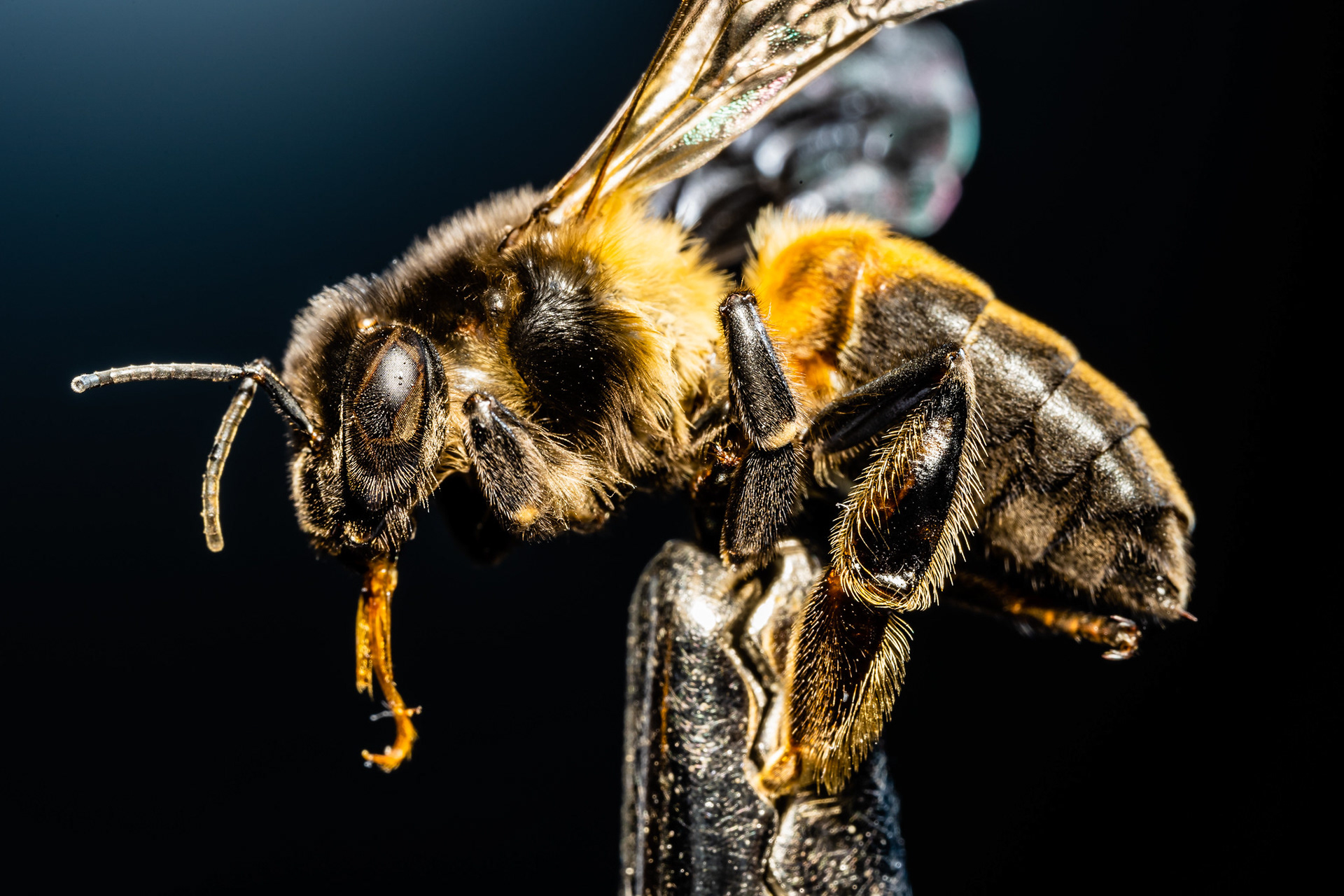 Honey bee