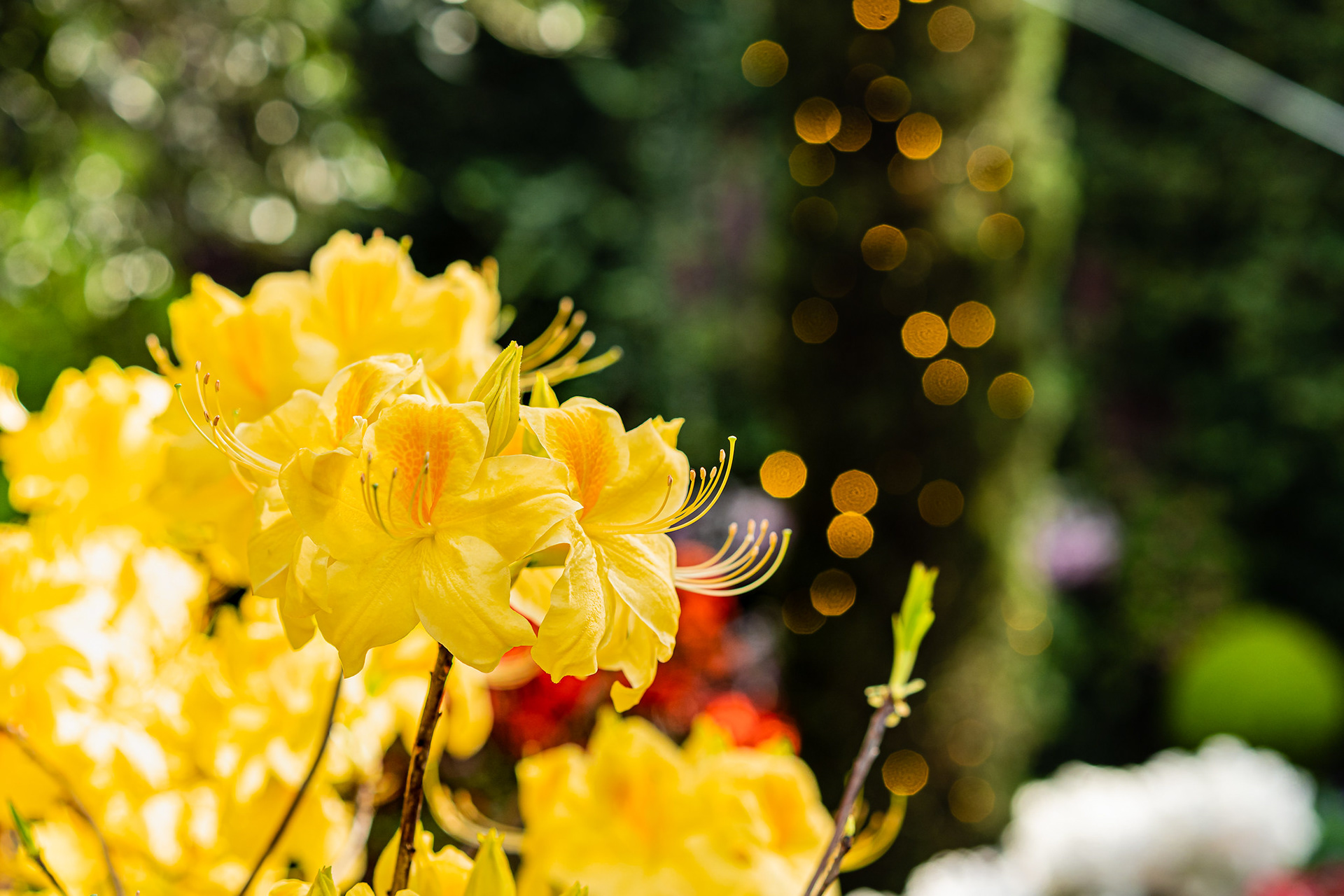 Rhododendron Radiance 2019