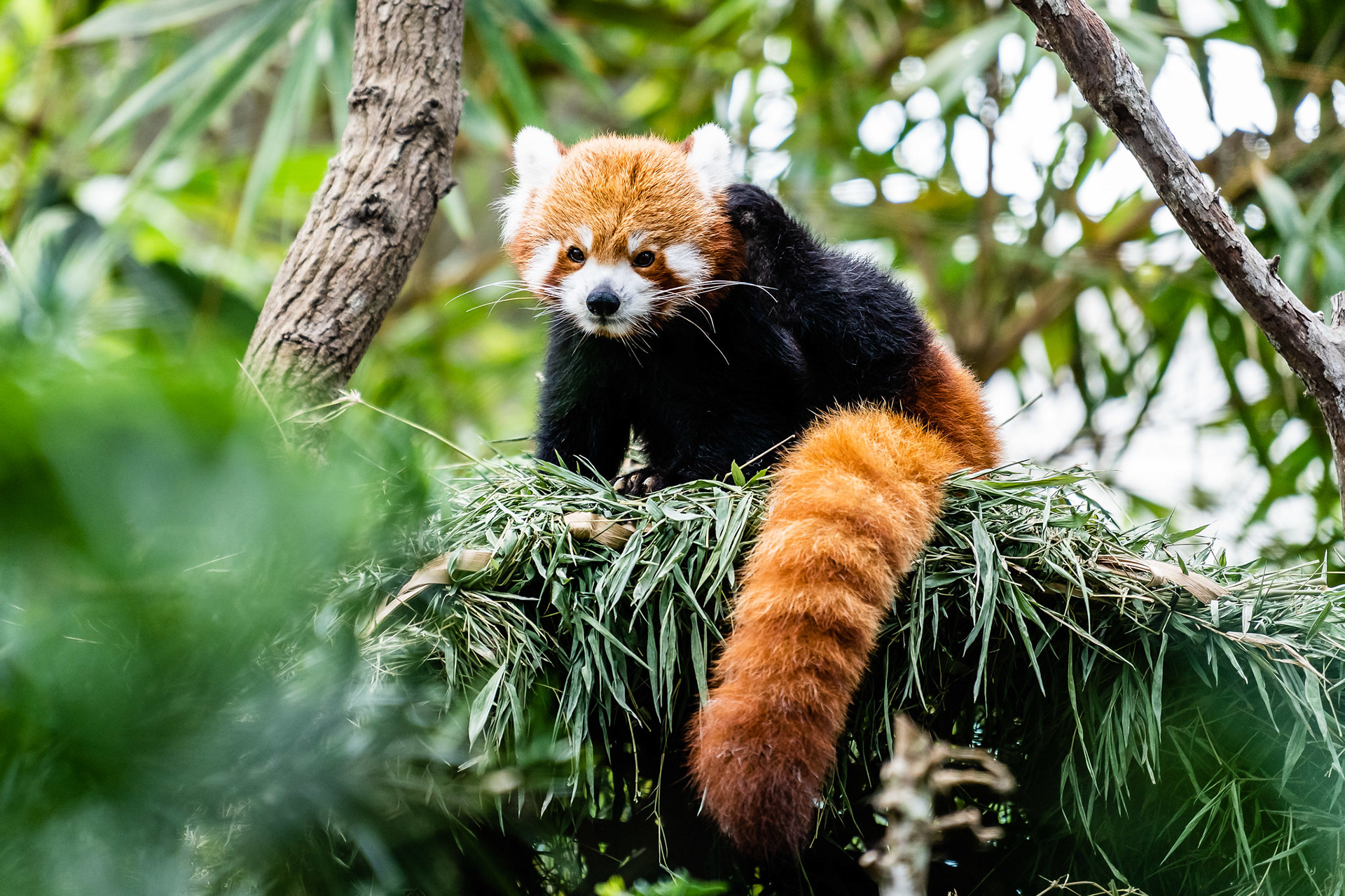 Red Panda, River Safari