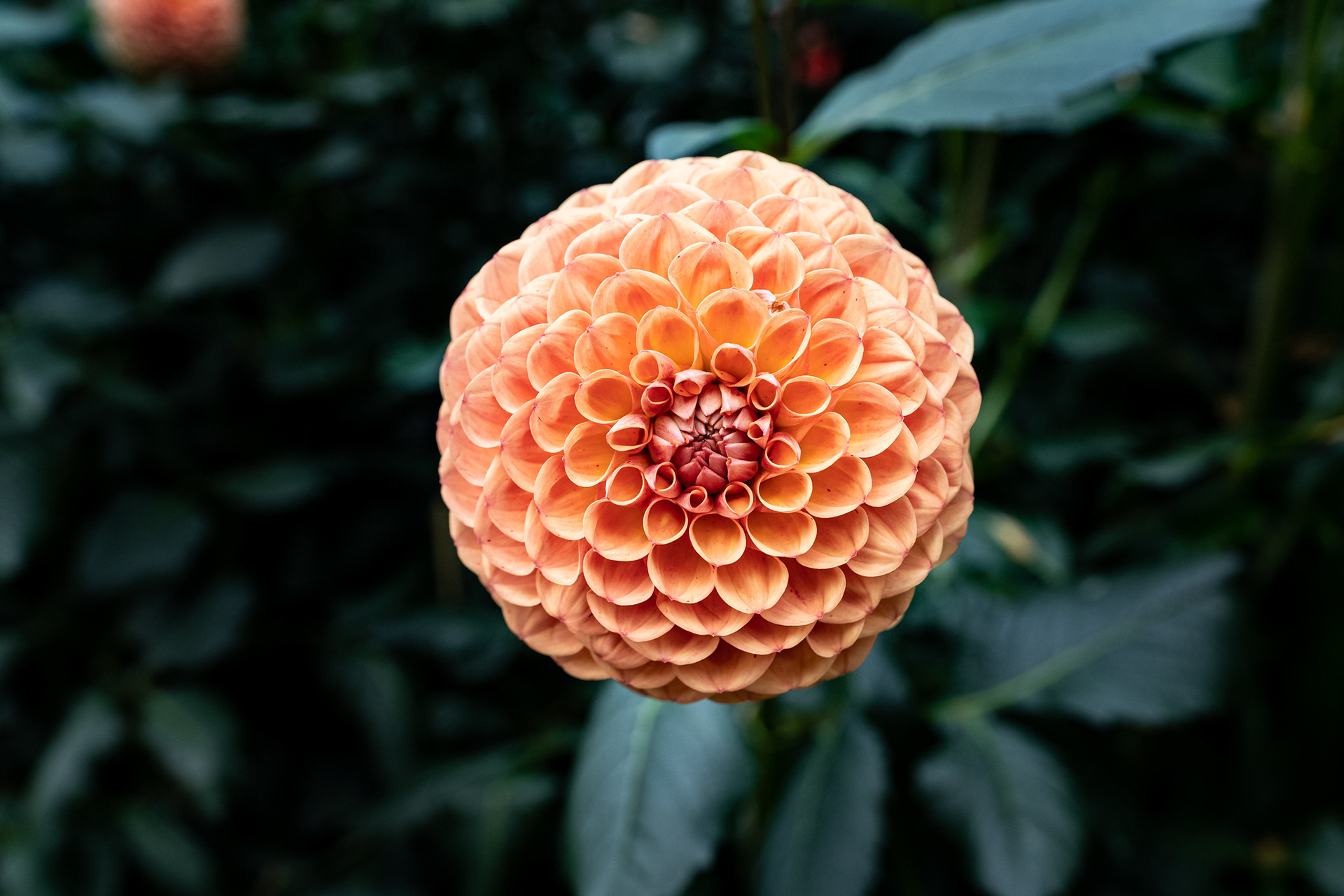 Dahlia Dreams 2021