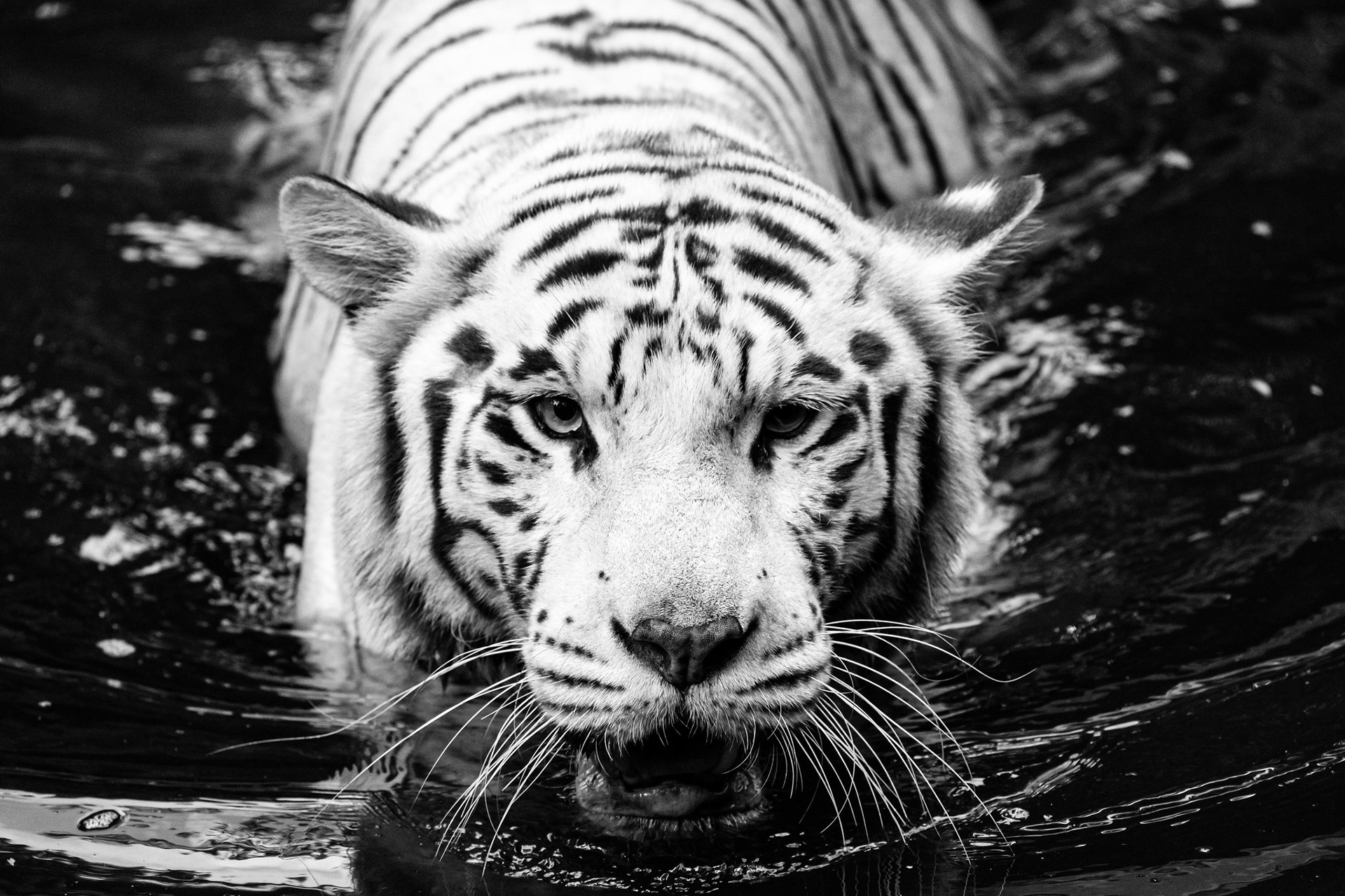 Tiger, Singapore Zoo