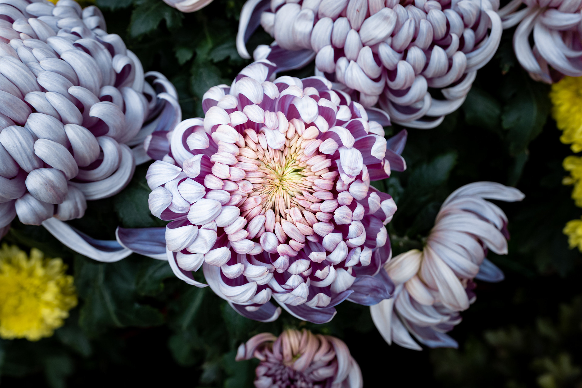 Dahlia Dreams 2021