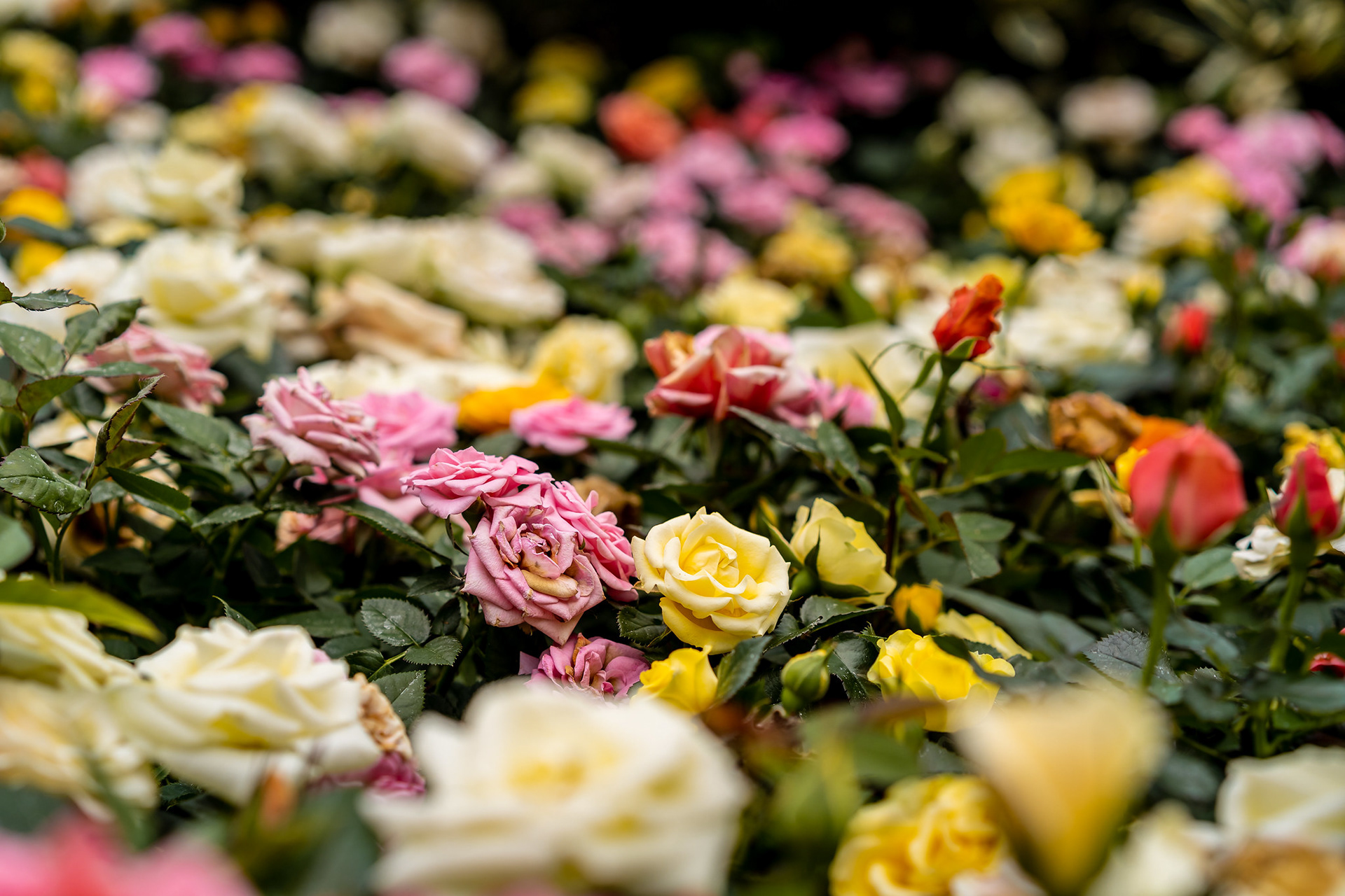 Rose Romance 2019
