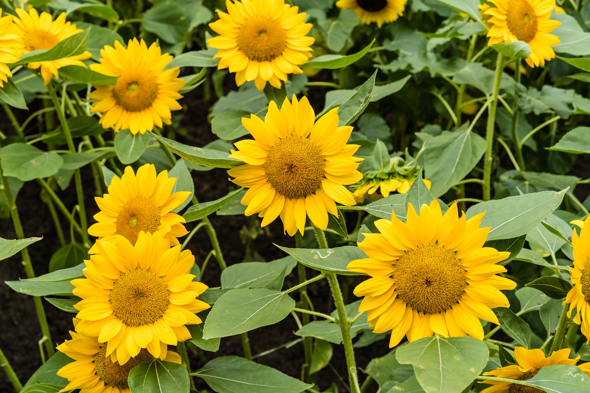 Sunflower Surprise 2018