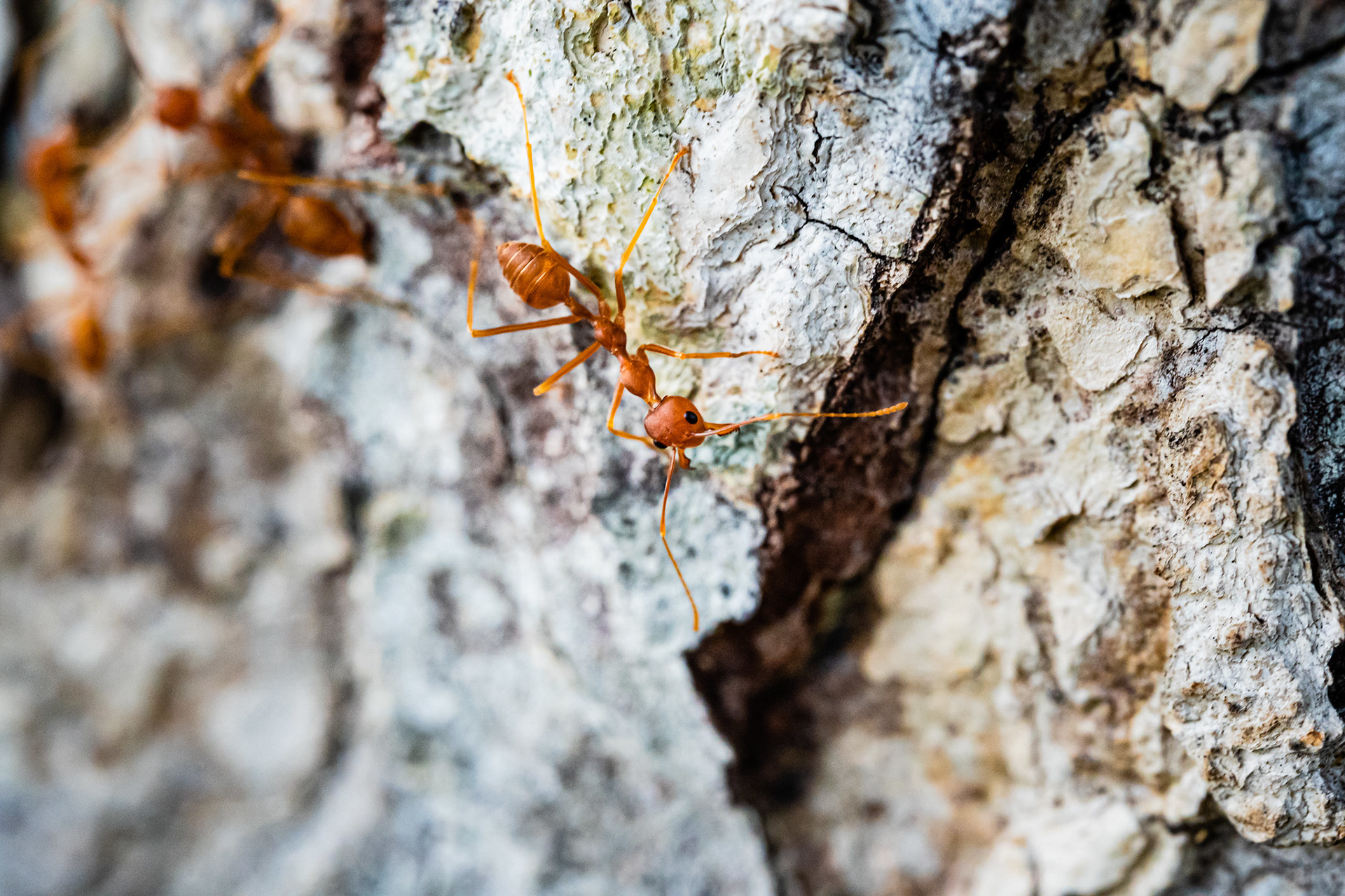 Red Ants