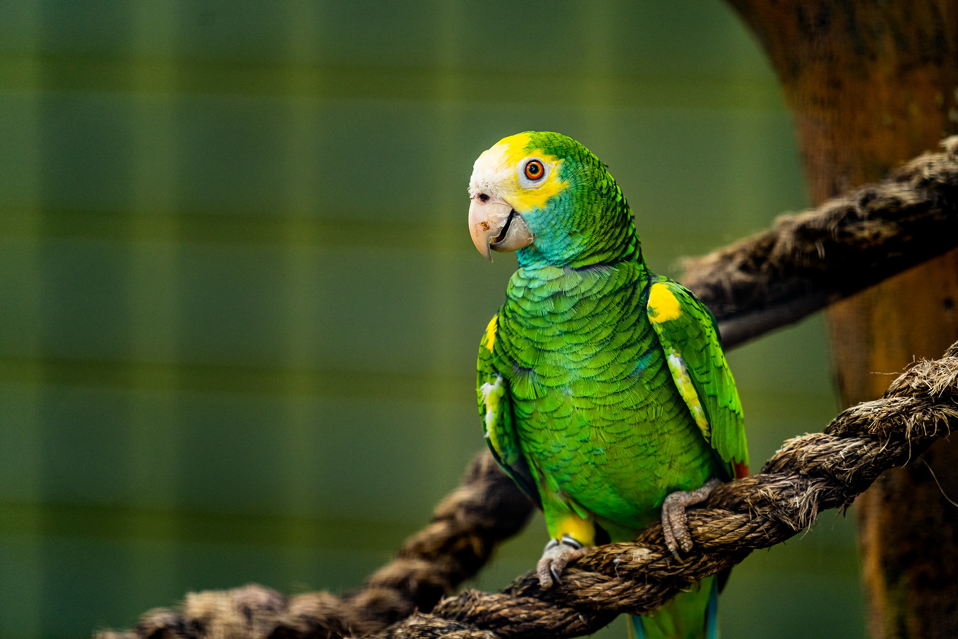 Parrot, Jurong Bird Park