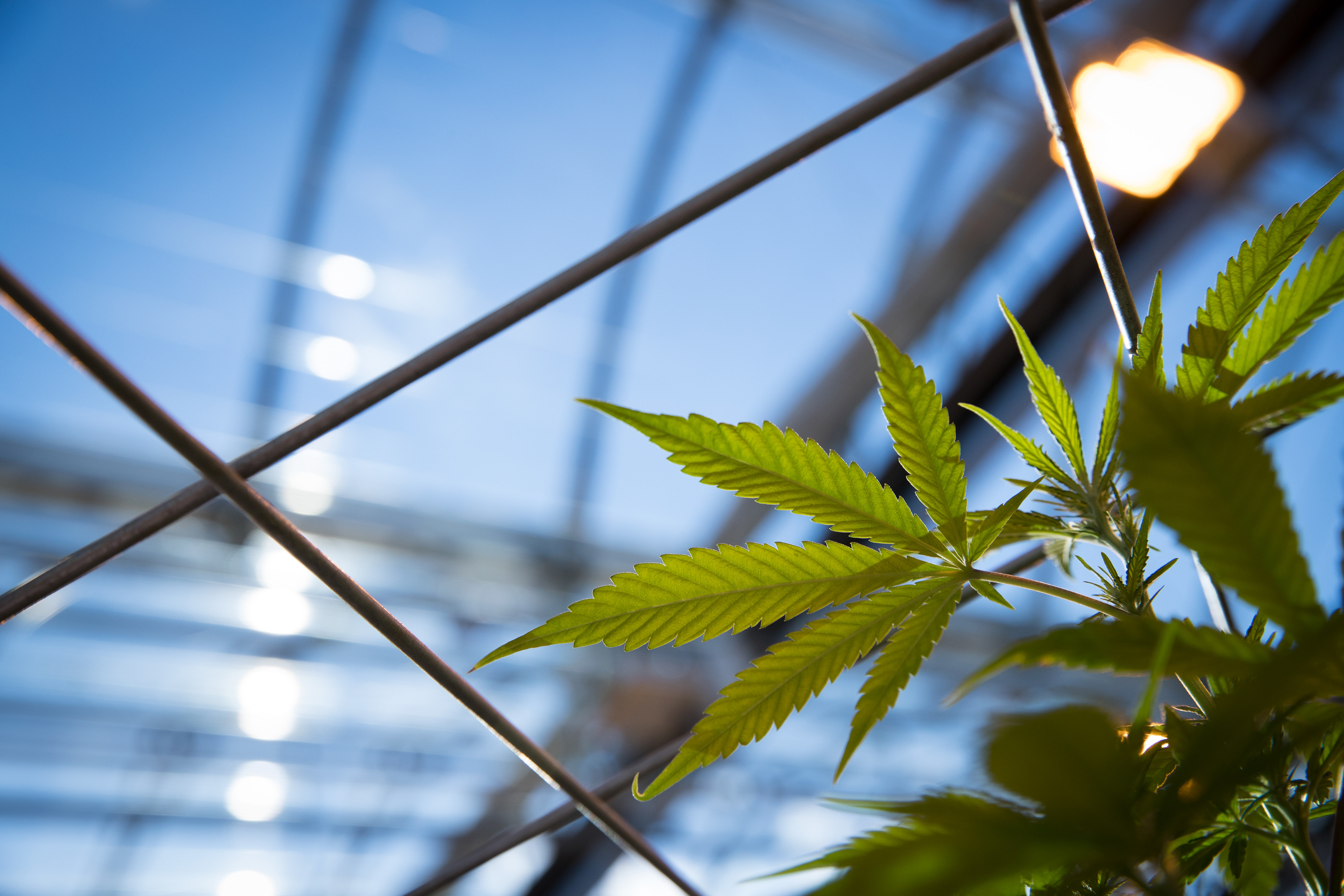 Cannabis