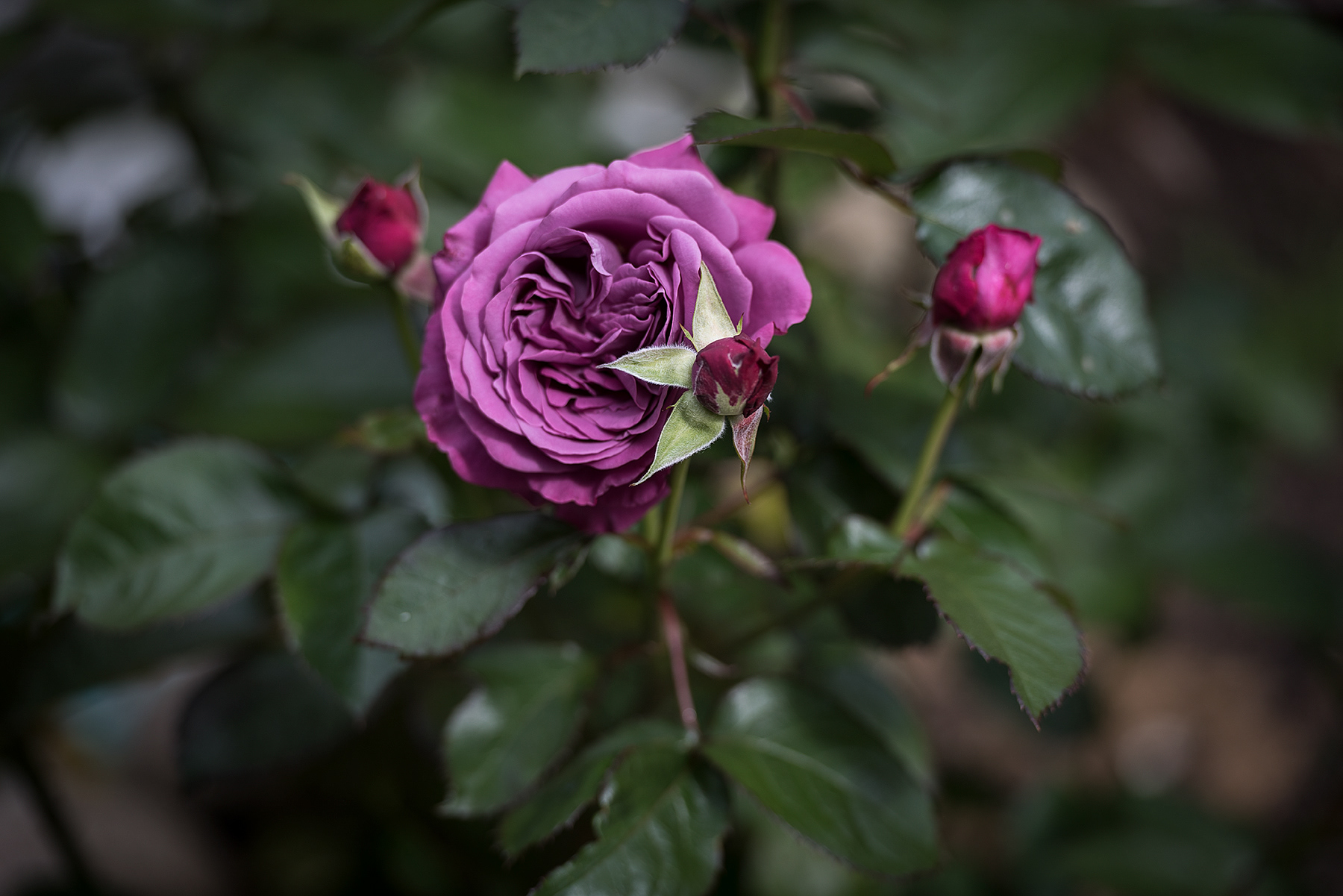 Роза лиловая флорибунда Плам Перфект