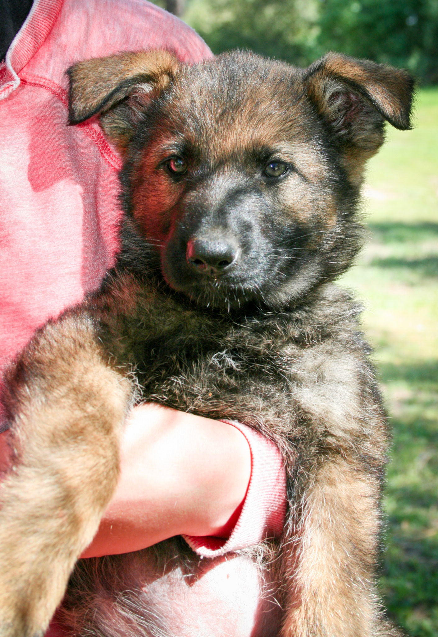 Lilac Collar Female 8 Weeks Old