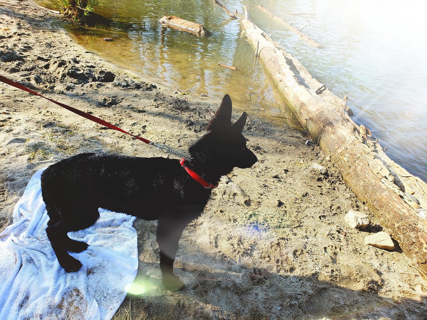 Ace in Bass Lake, CA.