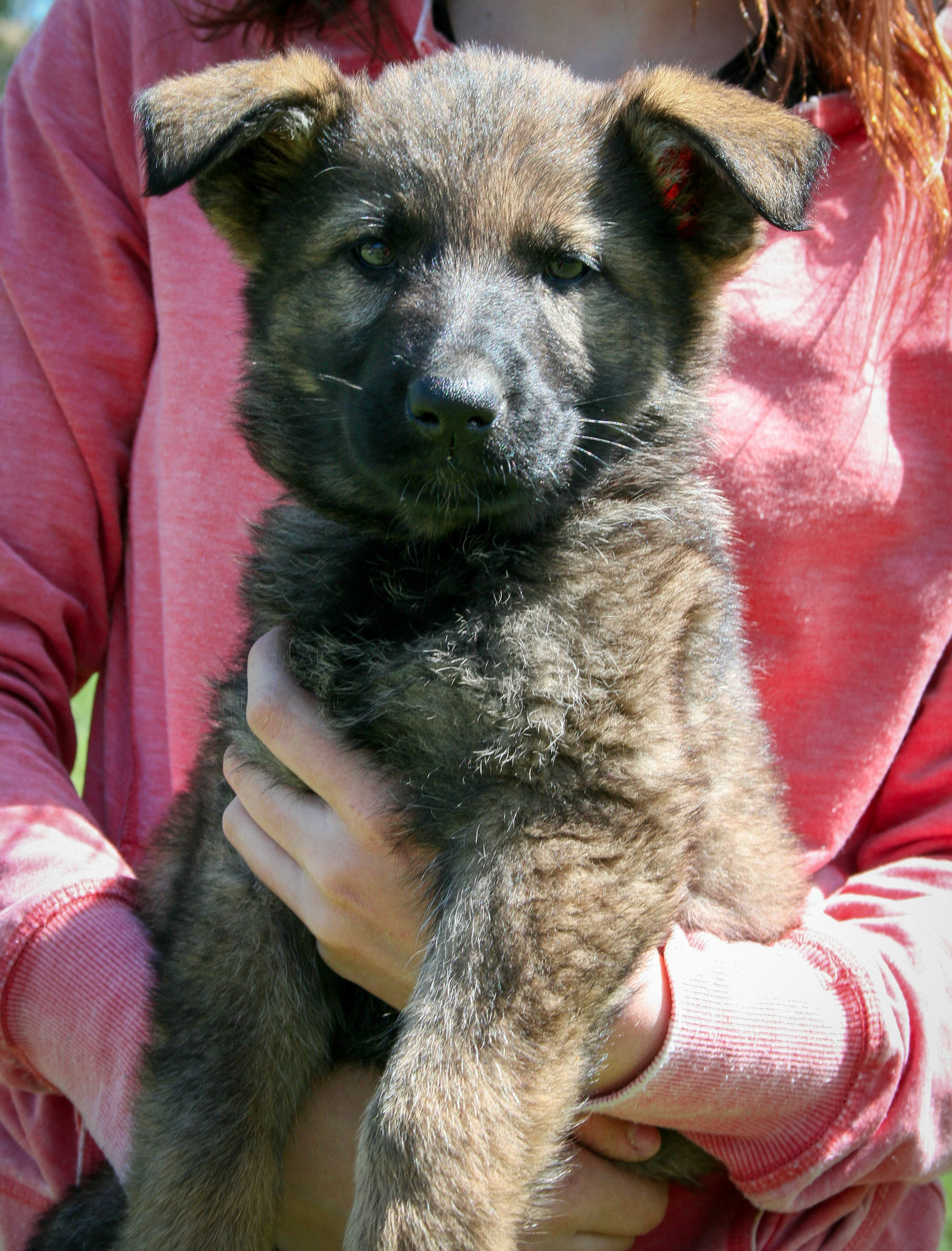 Lilac Collar Female 8 Weeks Old