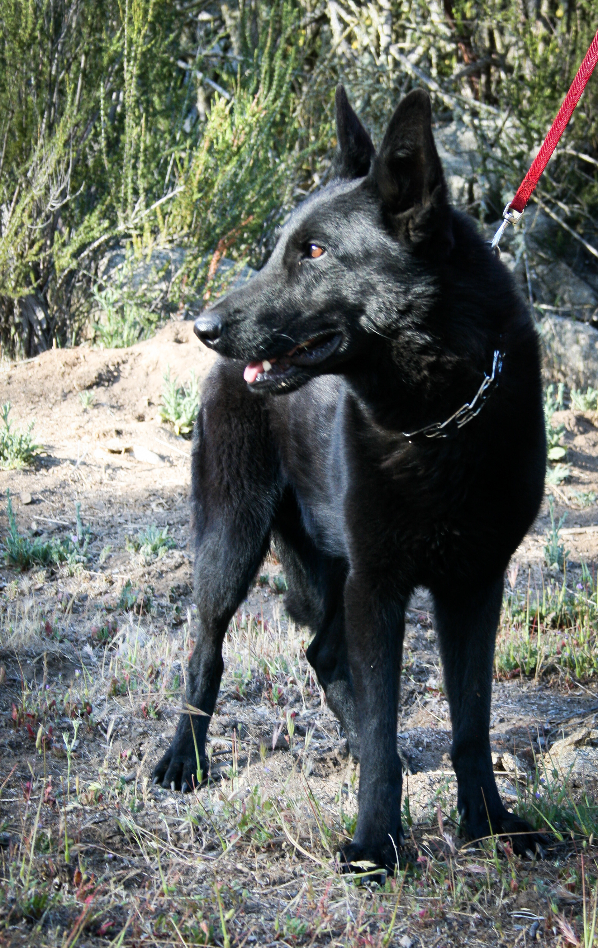 Ace vom Spitzenhund