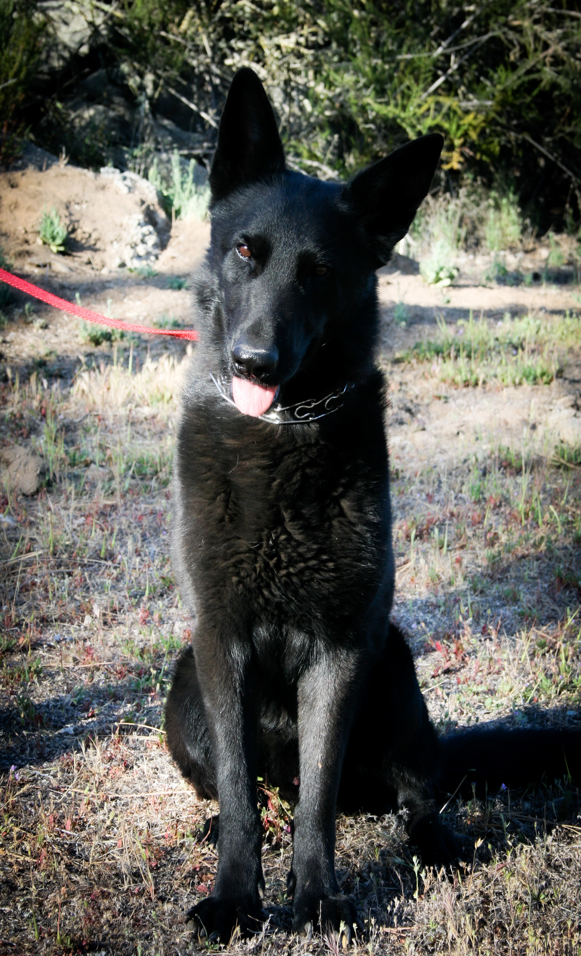 Ace vom Spitzenhund