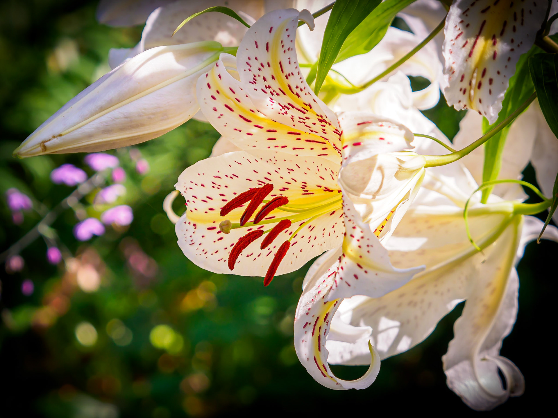 Botaniska Göteborg Augusti 2020