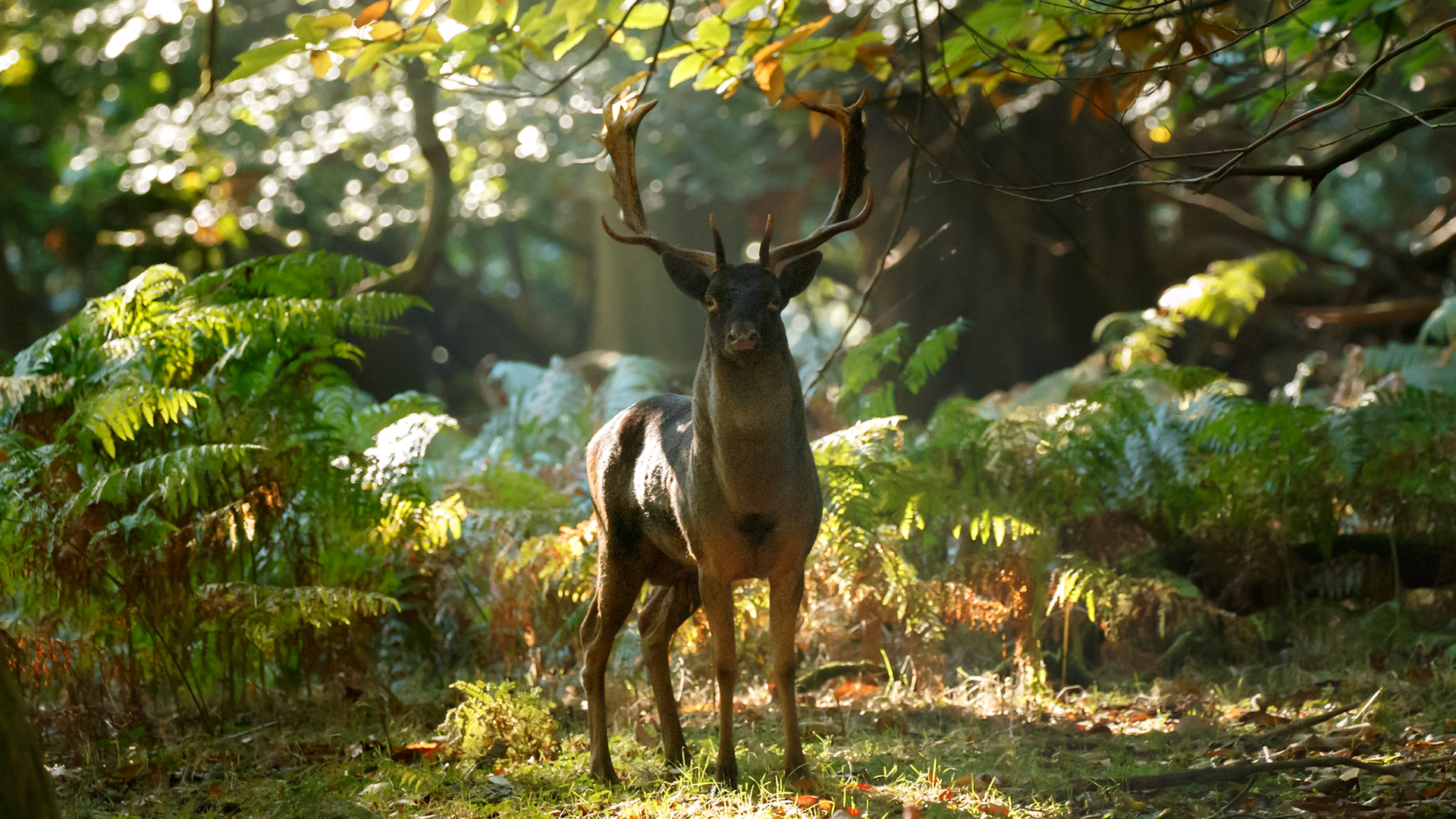 Sometimes I sit still for hours, hidden and shrouded in silence perchance to capture the wild without any luck. Other times I creep through the bracken unprepared and the wild presents. On this ocassion I had to fall to a kneel in slow motion as this buck appeared across my path as I fumbled to adjust the camera. We exchanged a glance before he bounded off. Scares the crap out of me sometimes... but I love it.