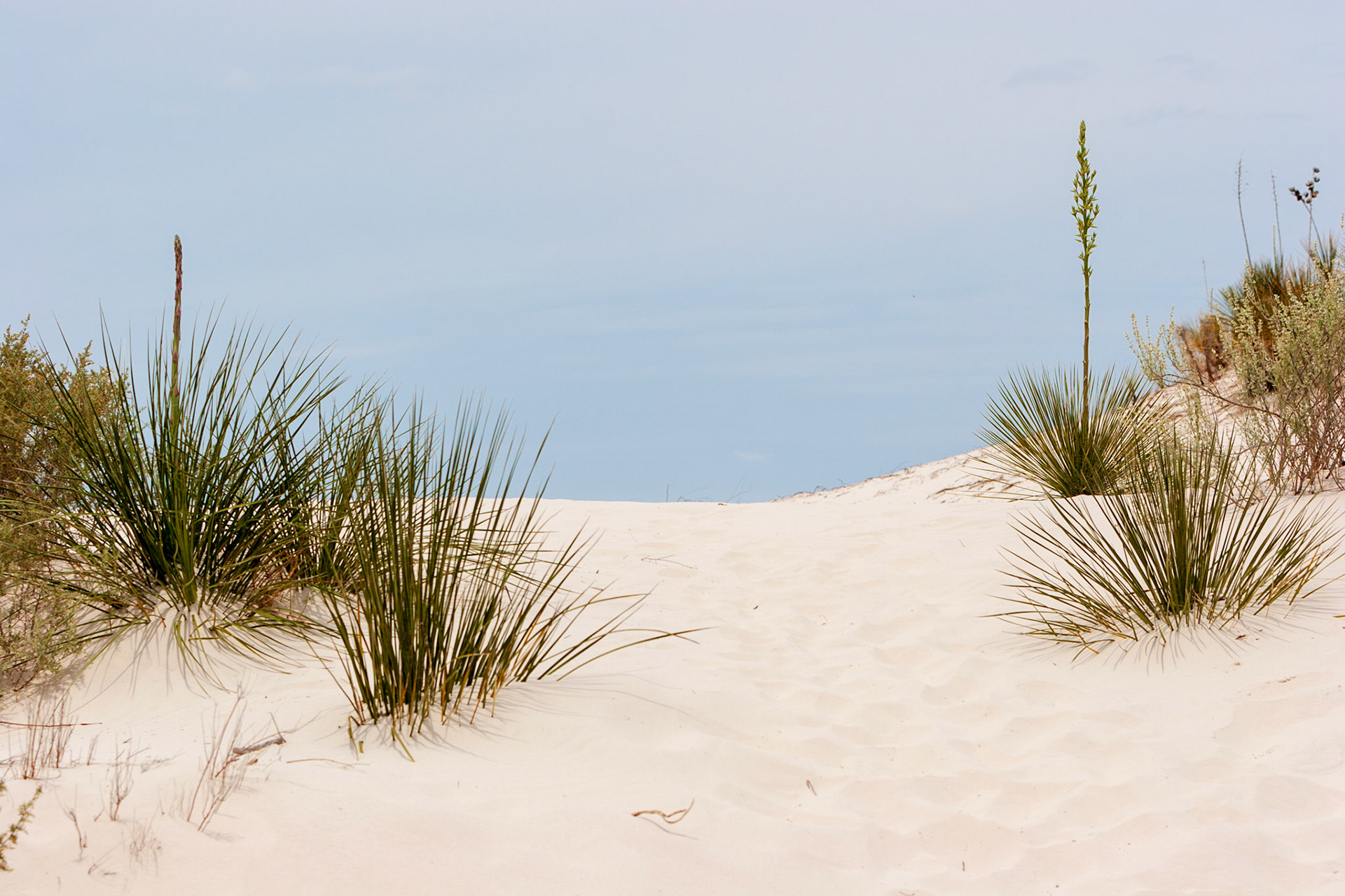 White Sands National Monument, New Mexico. Rising from the heart of the Tularosa Basin is one of the world's great natural wonders - the glistening white sands of New Mexico. Great wave-like dunes of gypsum sand have engulfed 275 square miles of desert, creating the world's largest gypsum dunefield. White Sands National Monument preserves a major portion of this unique dunefield, along with the plants and animals that live here.