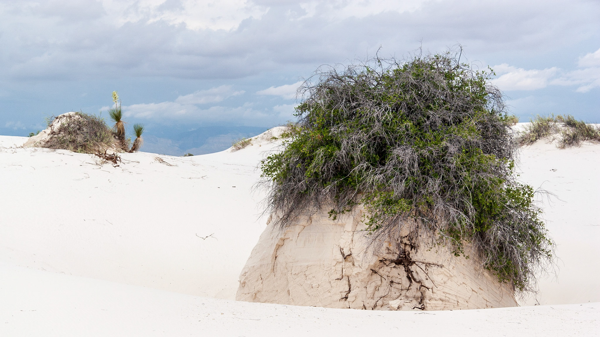 White Sands National Monument, New Mexico. Rising from the heart of the Tularosa Basin is one of the world's great natural wonders - the glistening white sands of New Mexico. Great wave-like dunes of gypsum sand have engulfed 275 square miles of desert, creating the world's largest gypsum dunefield. White Sands National Monument preserves a major portion of this unique dunefield, along with the plants and animals that live here.