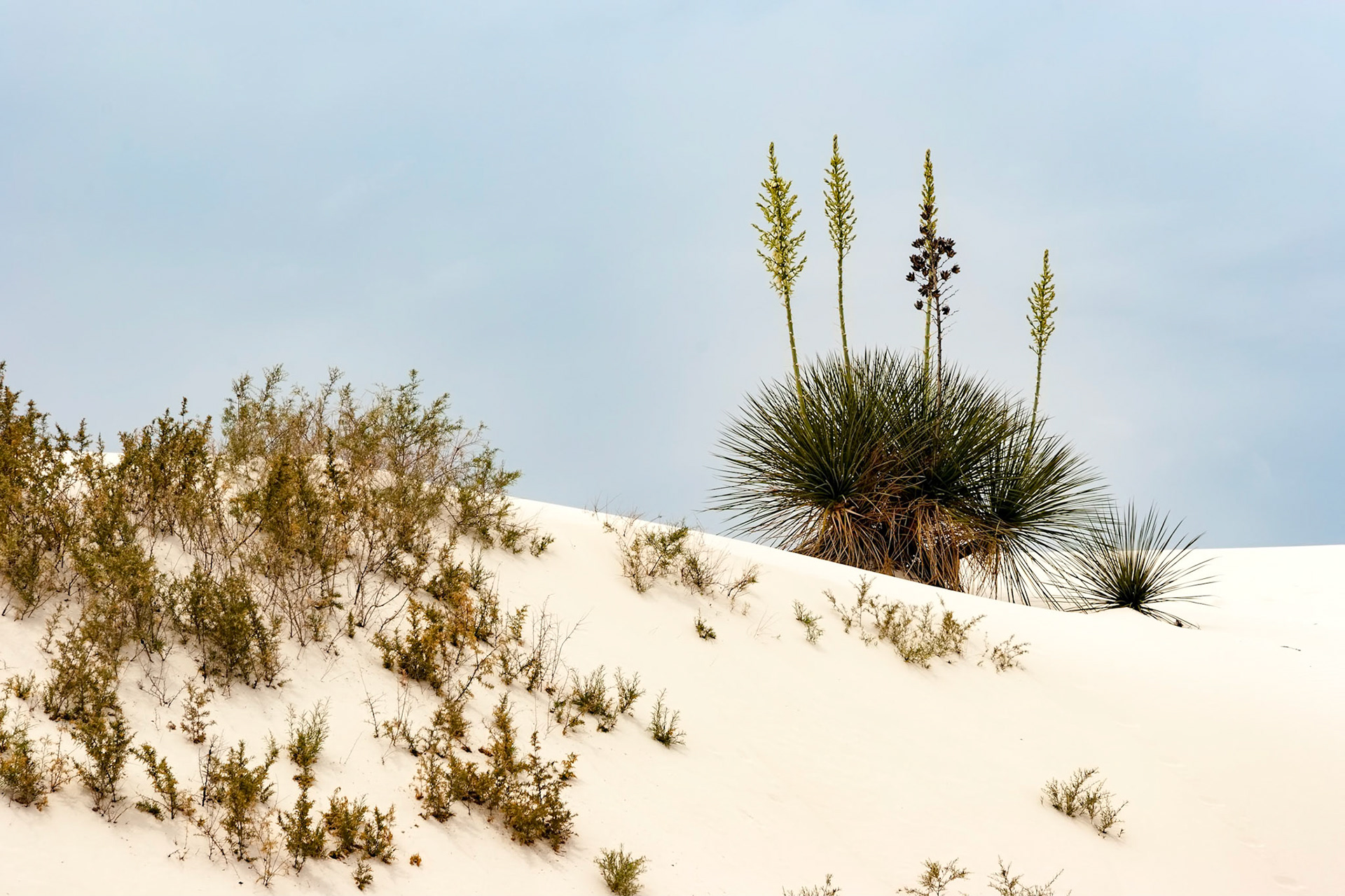 White Sands National Monument, New Mexico. Rising from the heart of the Tularosa Basin is one of the world's great natural wonders - the glistening white sands of New Mexico. Great wave-like dunes of gypsum sand have engulfed 275 square miles of desert, creating the world's largest gypsum dunefield. White Sands National Monument preserves a major portion of this unique dunefield, along with the plants and animals that live here.