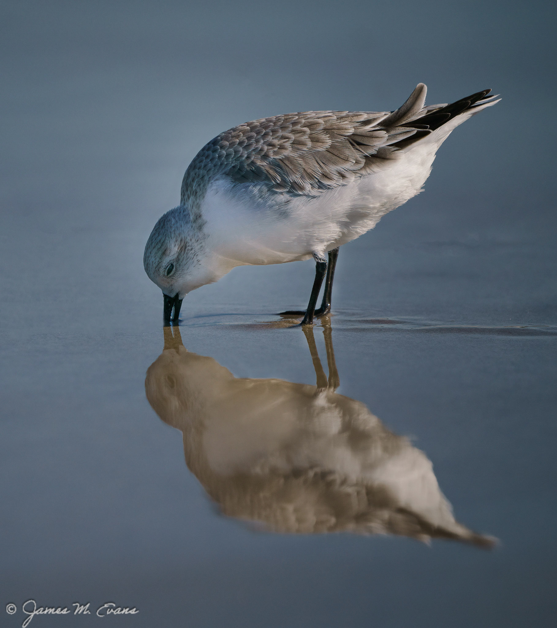 We're both hungry - A sanderling digging for food at Assateague Island National Seashore in VA