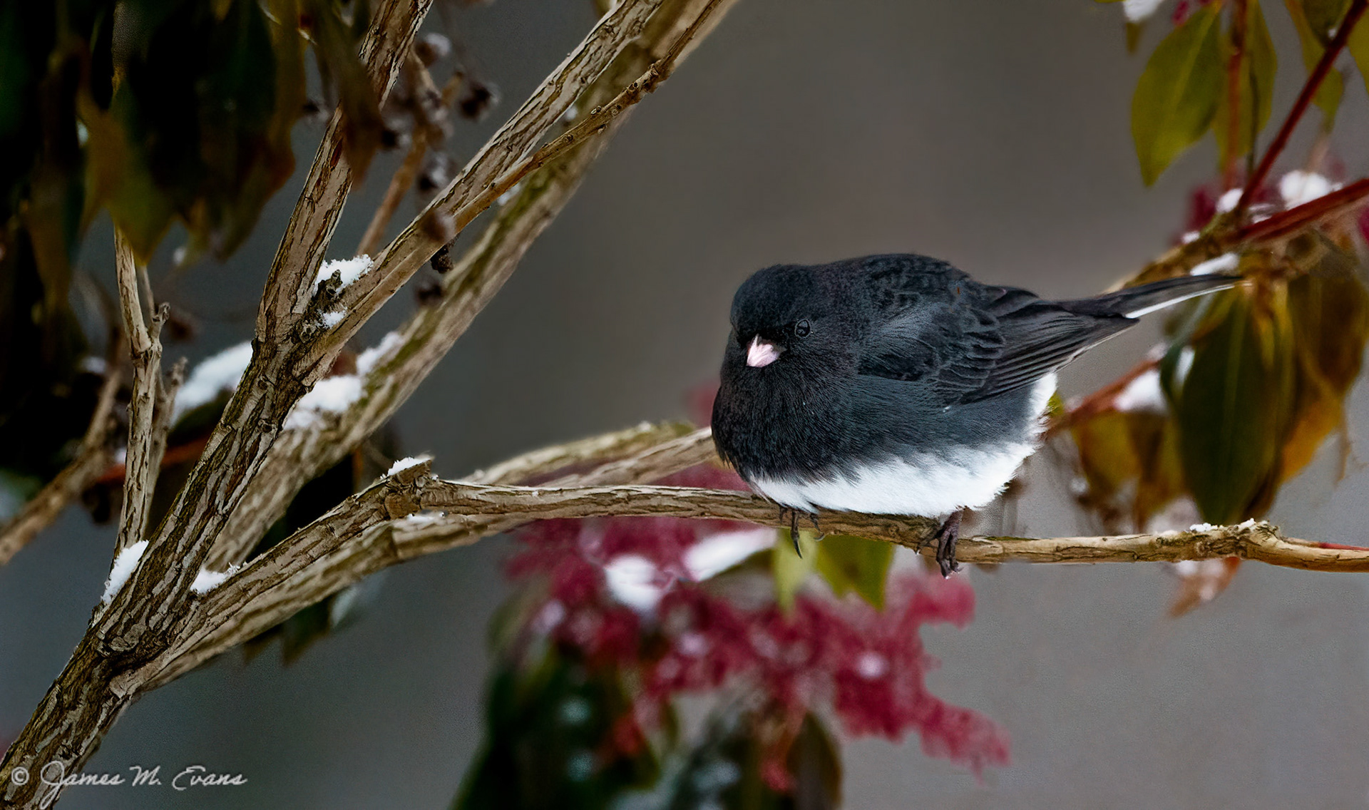 Winter puff - A dark-eyed Junco on our property in NJ in the Winter