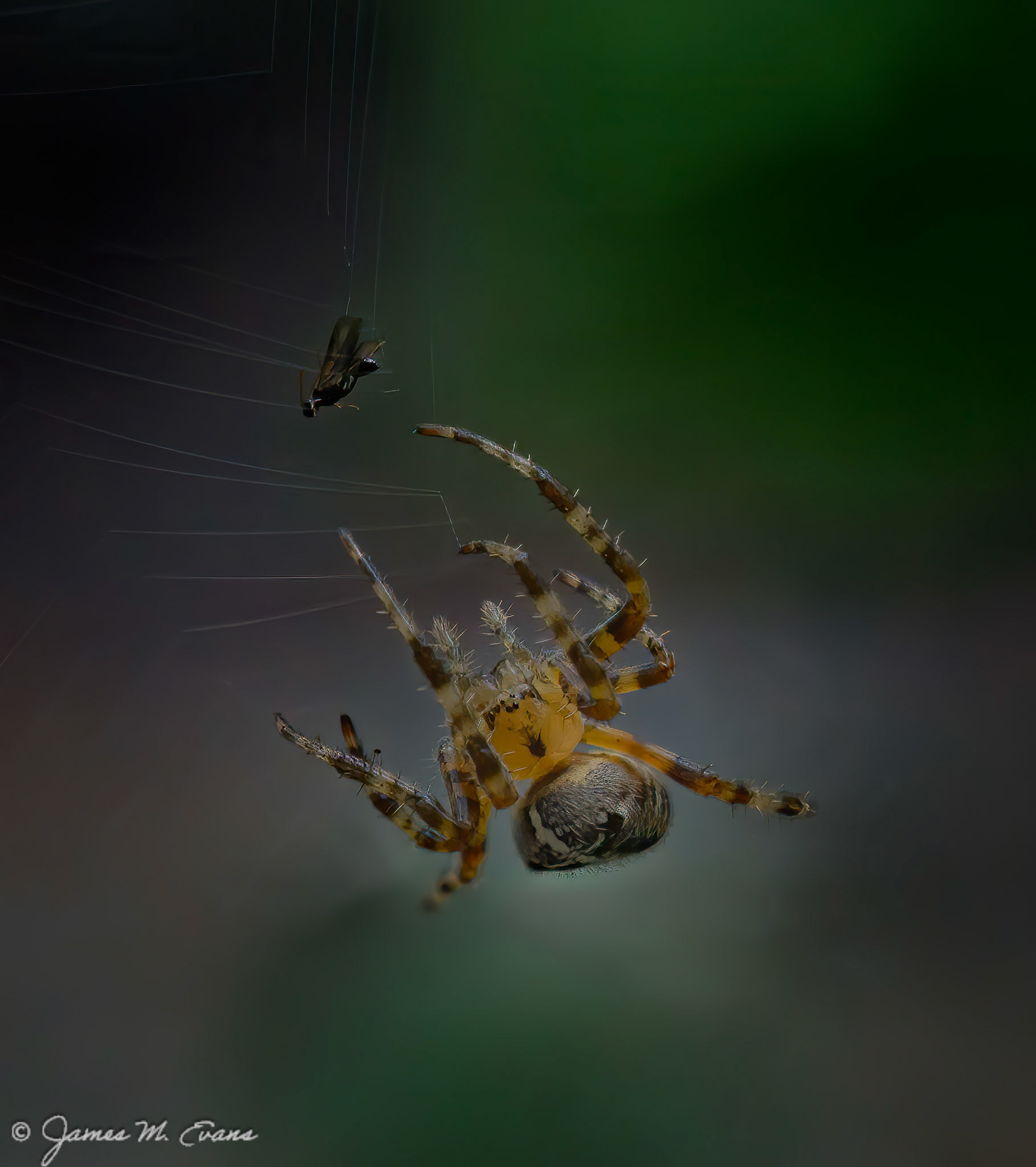 Dinner is served - Cross Orb-Weaver spider who just caught a meal in our garden in NJ
