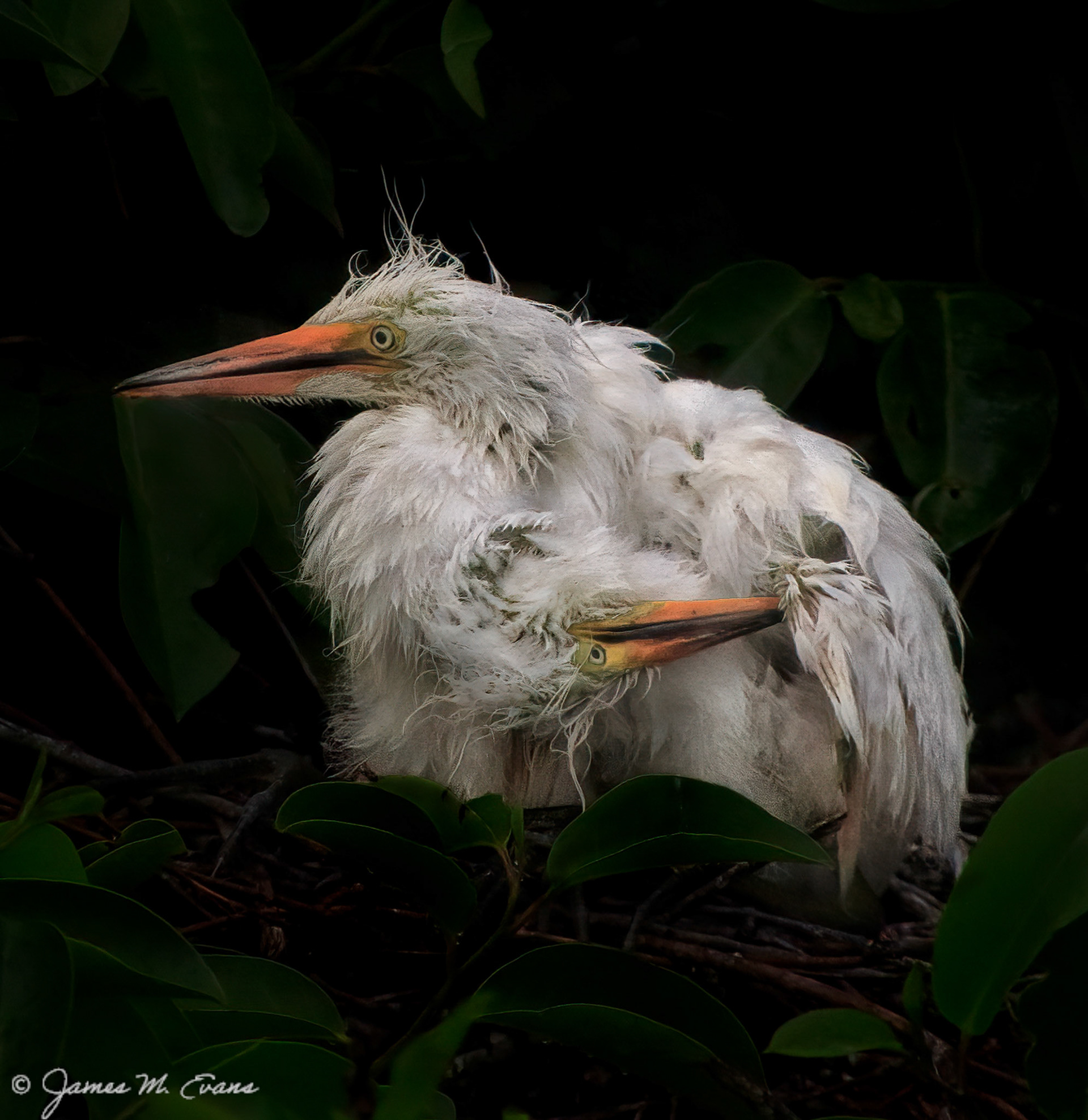 Double trouble - Pair of Woodstork chicks at Wakodahatchee Wetlands in Delray Beach, FL
