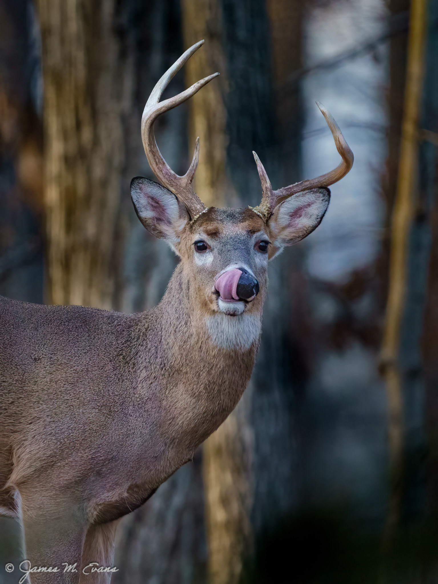Tasty? - Buck in our backyard in NJ.