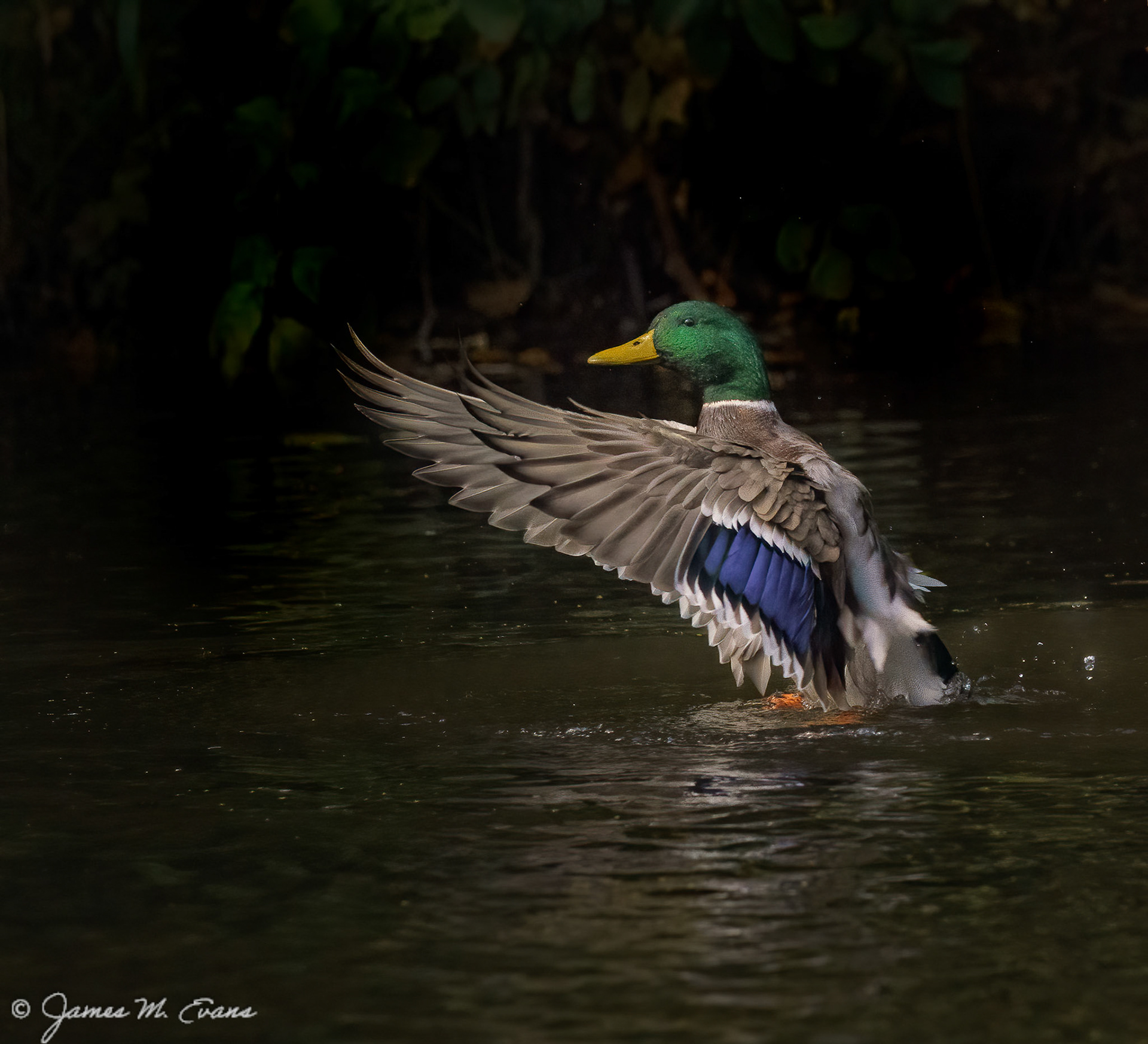 Mallard Flap (Male) - Mallard male cleaning at Echo Lake Park in Springfield, NJ